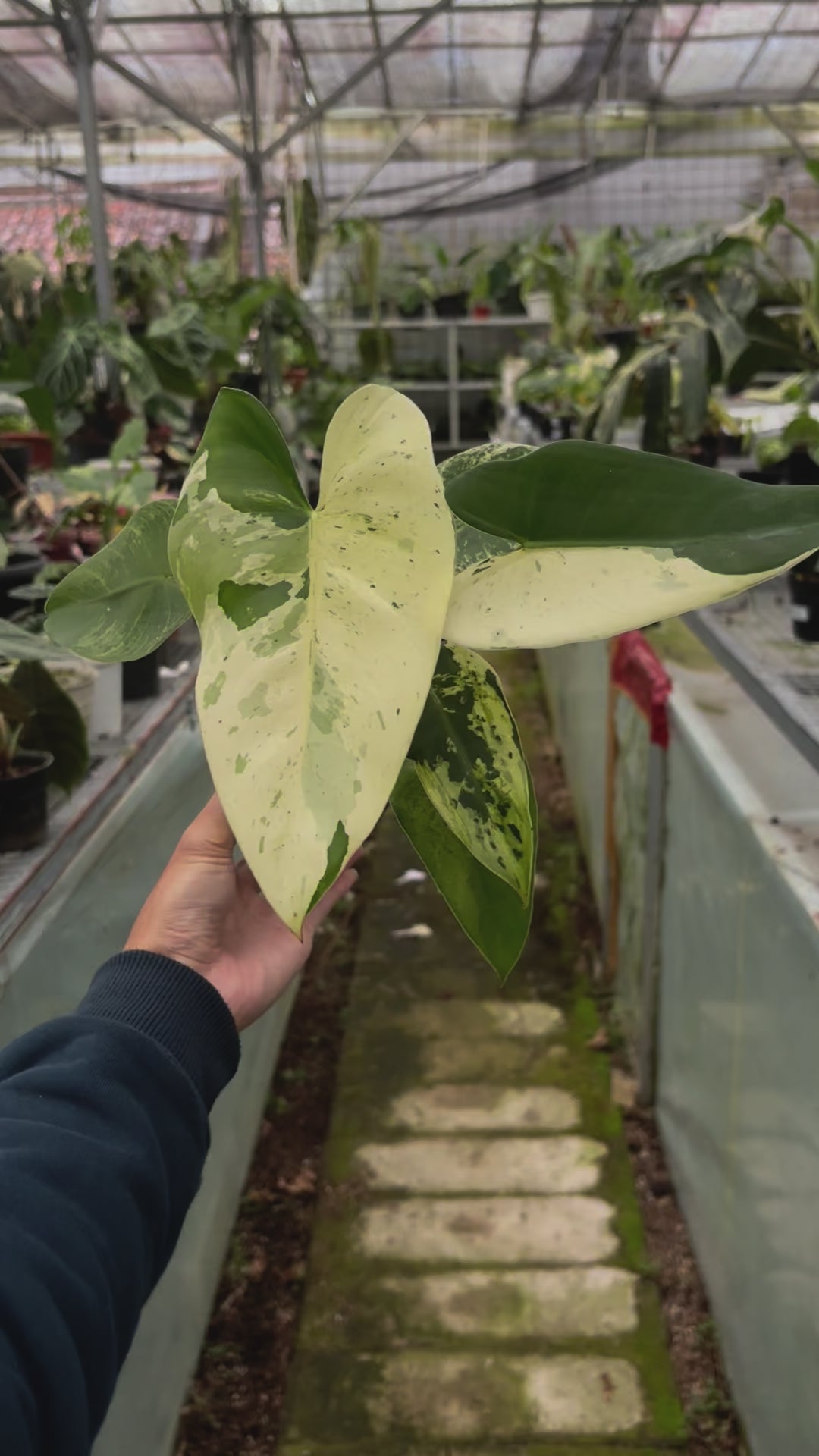 Philodendron Ilsemanii Variegated