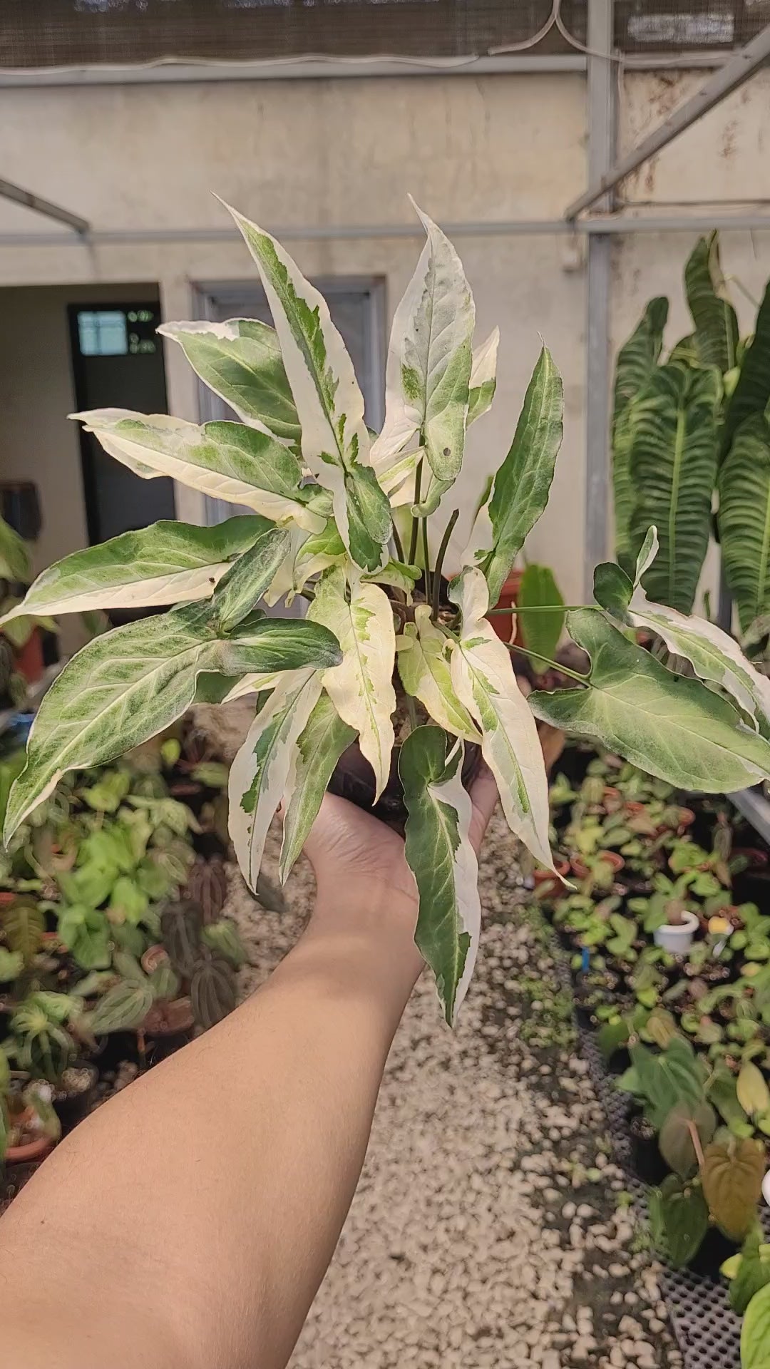 Syngonium Star Light