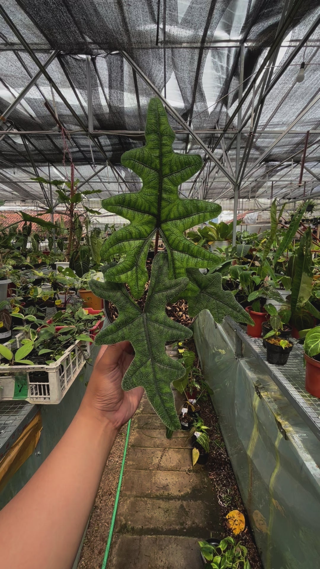 Alocasia Jacklyn