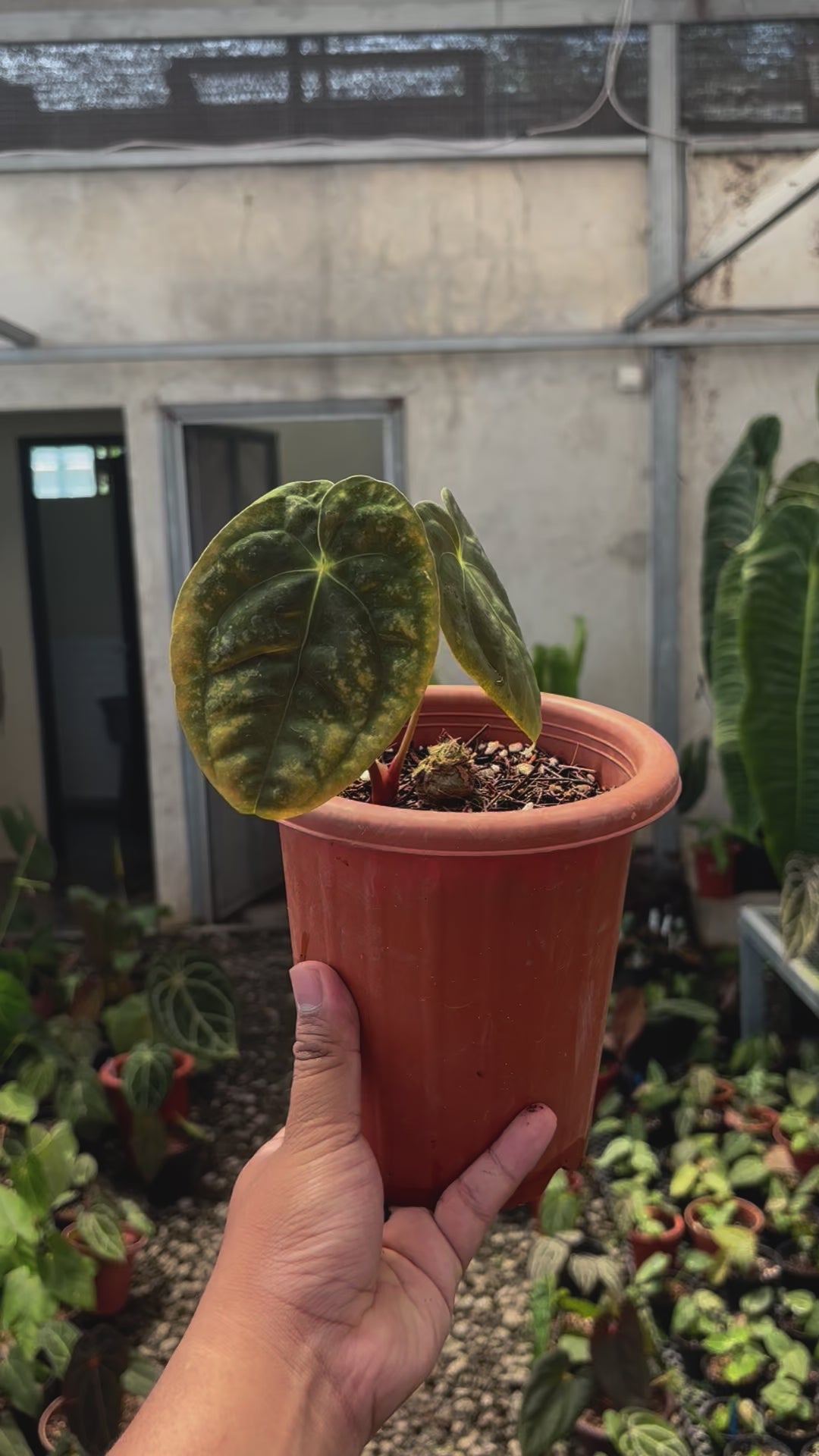 Anthurium Papillilaminum x Villenaorum
