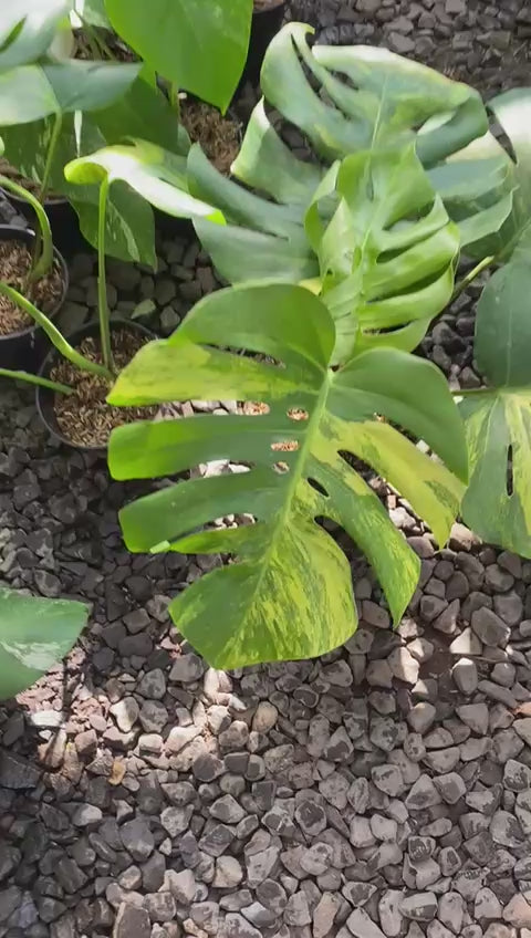 Monstera yellow variegated "Marmorata" (Realpict Jose 2)