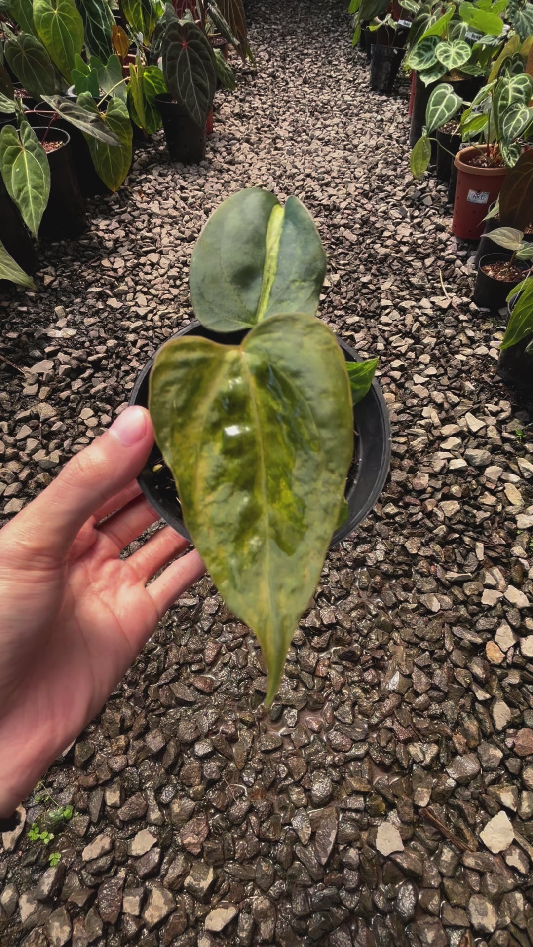Anthurium Papillilaminum Variegated x Subsignatum