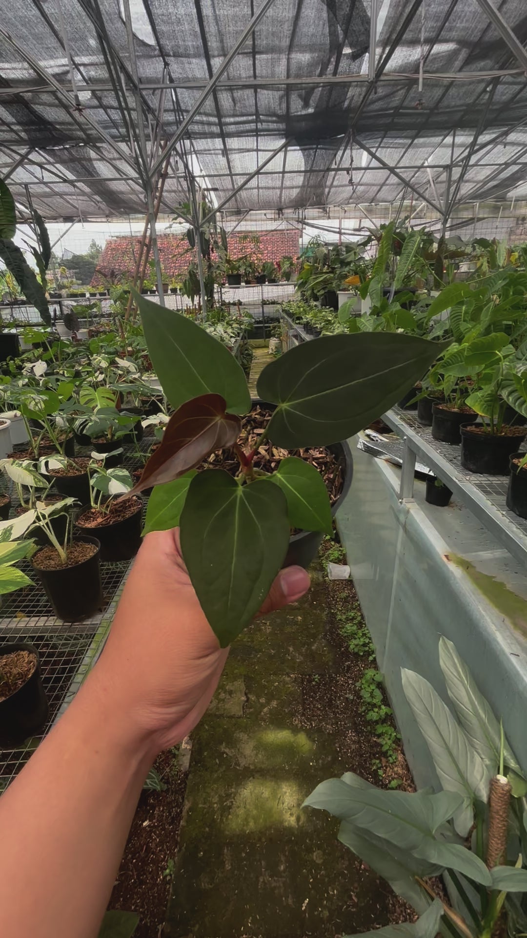 Anthurium Papillilaminum x Magnificum Seedling