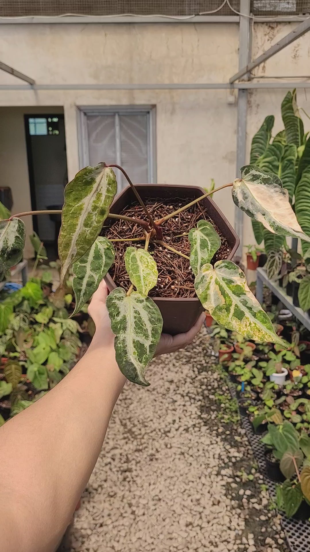 Anthurium Red Crystal Venom Variegated