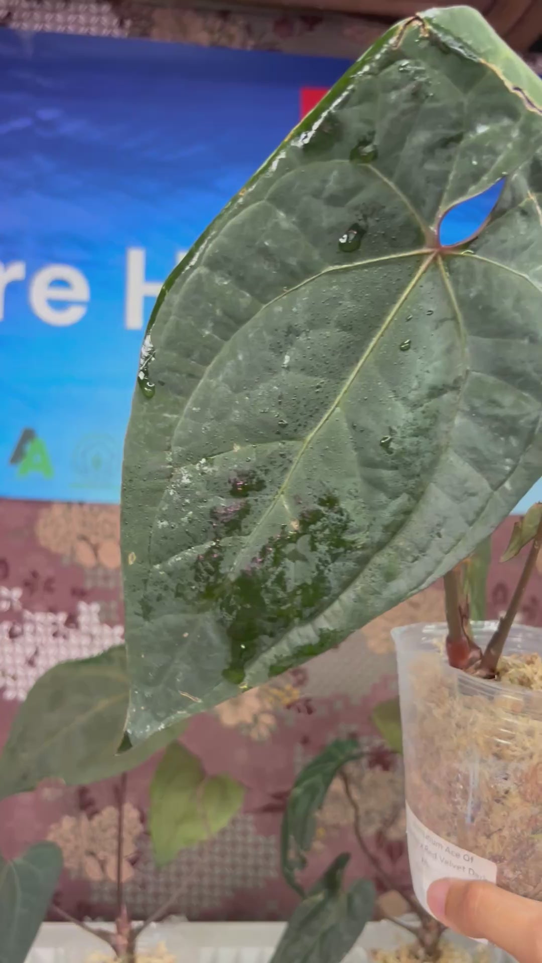 A703 Anthurium Ace Of Spades x Red Velvet Dark Phoenix