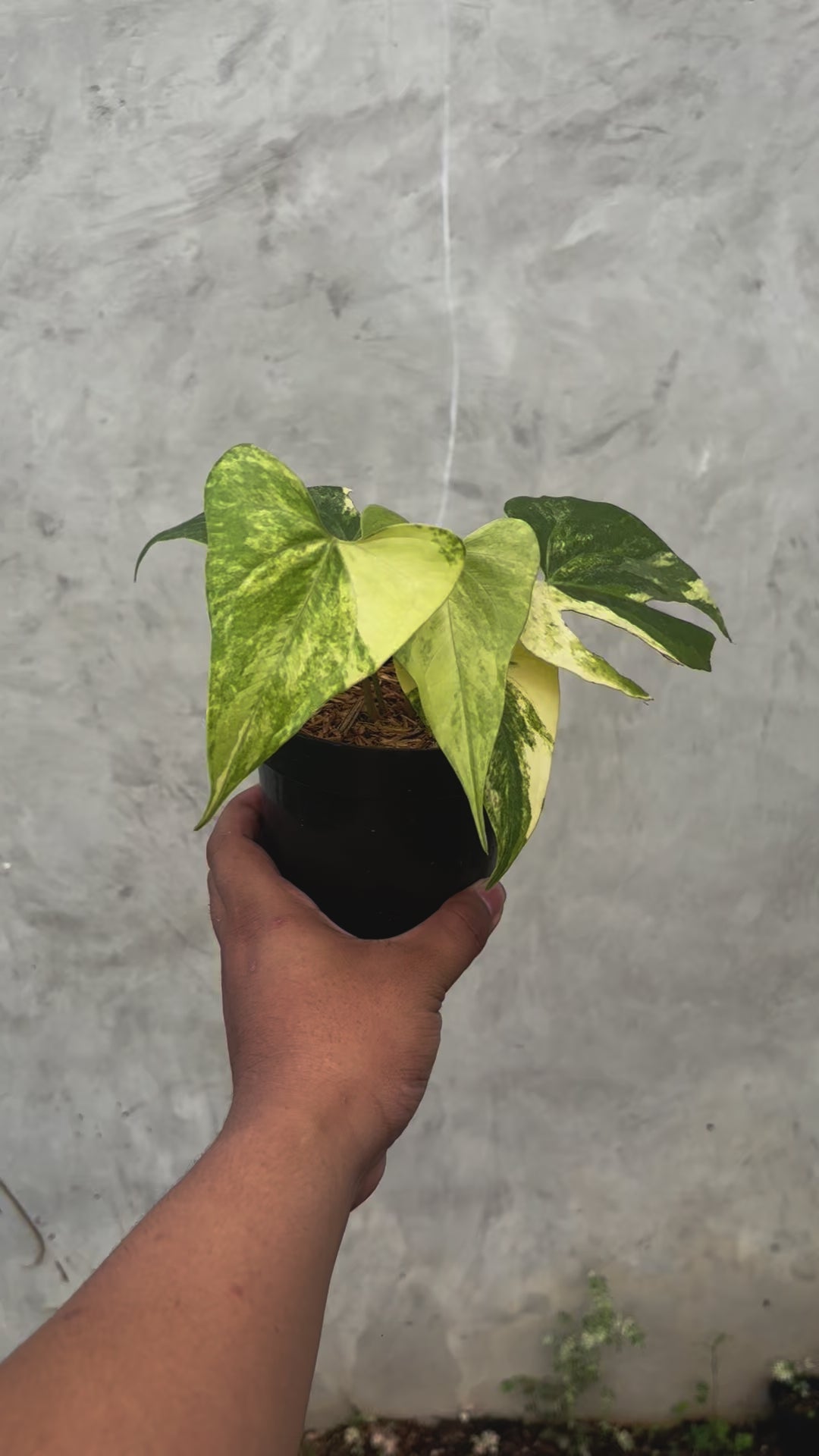 Anthurium Pterodactyl Variegated
