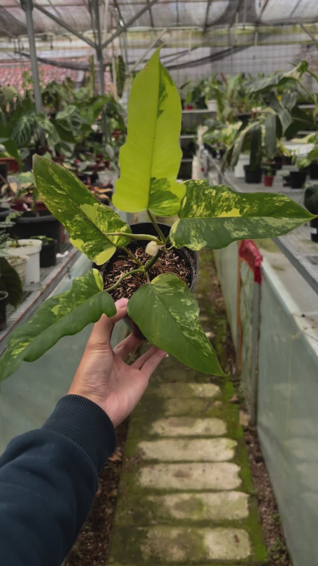 Philodendron Florida Beauty x Mayoi Medium Size