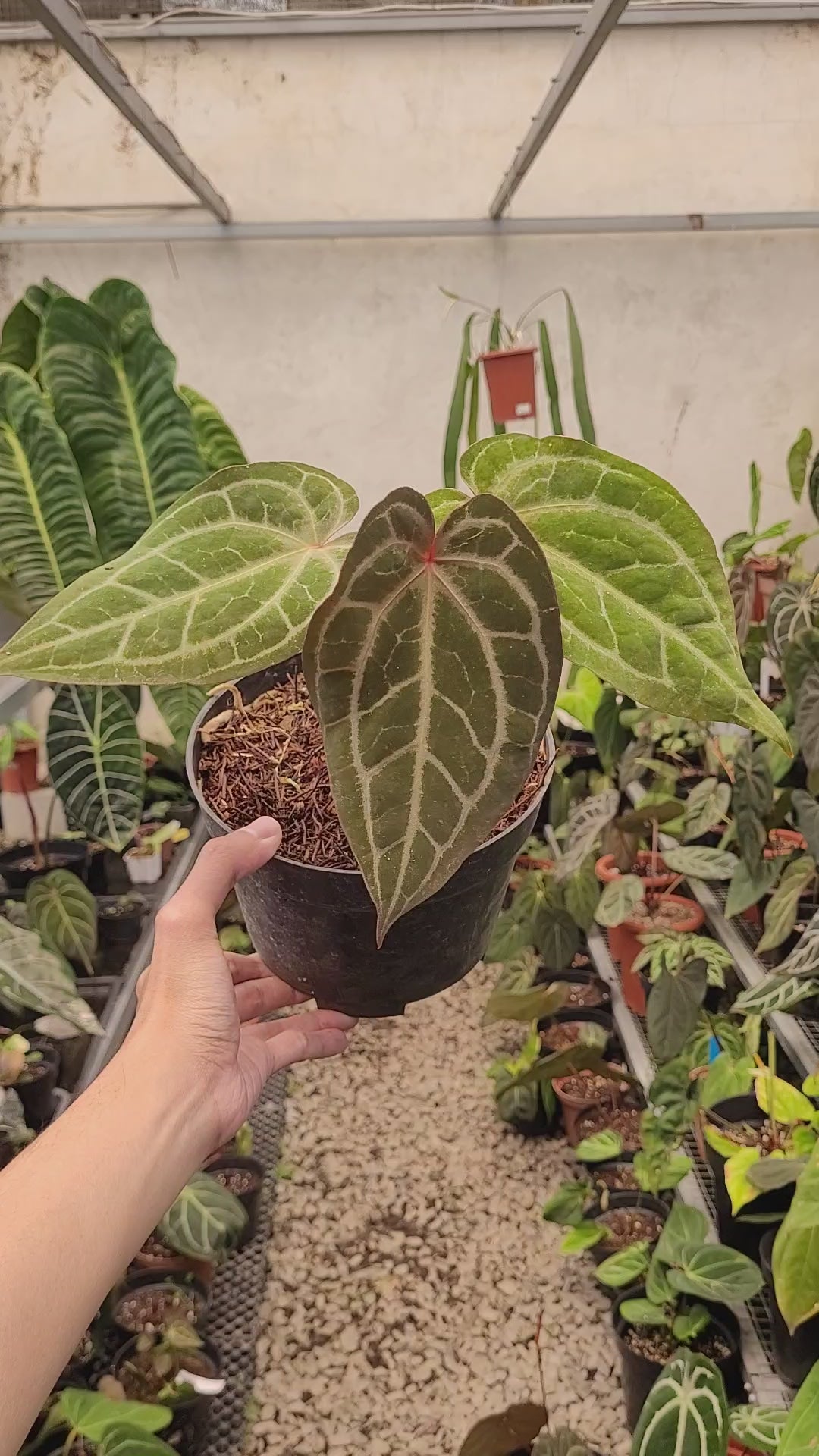 Anthurium Black Velvet Indonedia Type x (Zara x Michelle) "Selected"