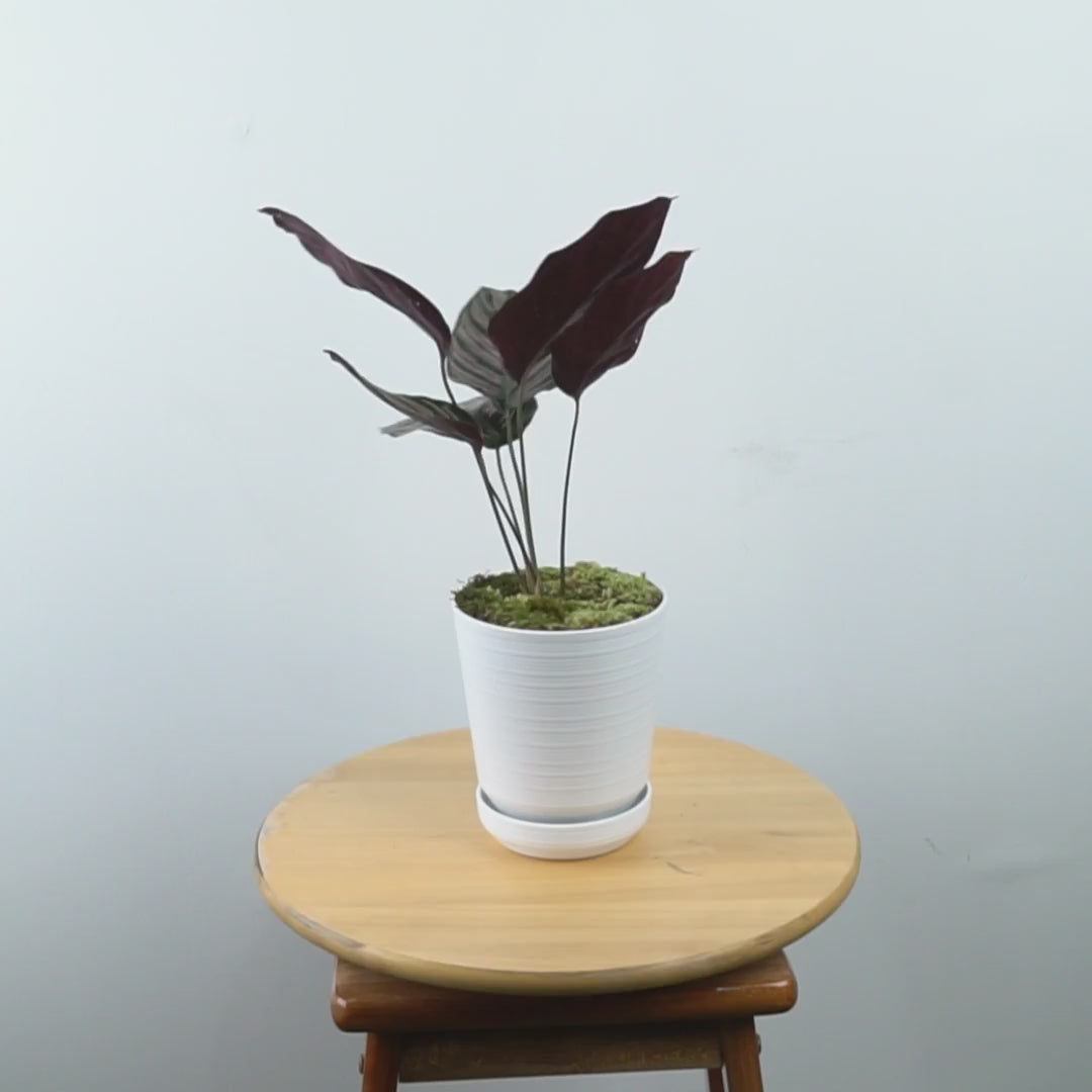 Calathea Ornata - Greenspaces.id
