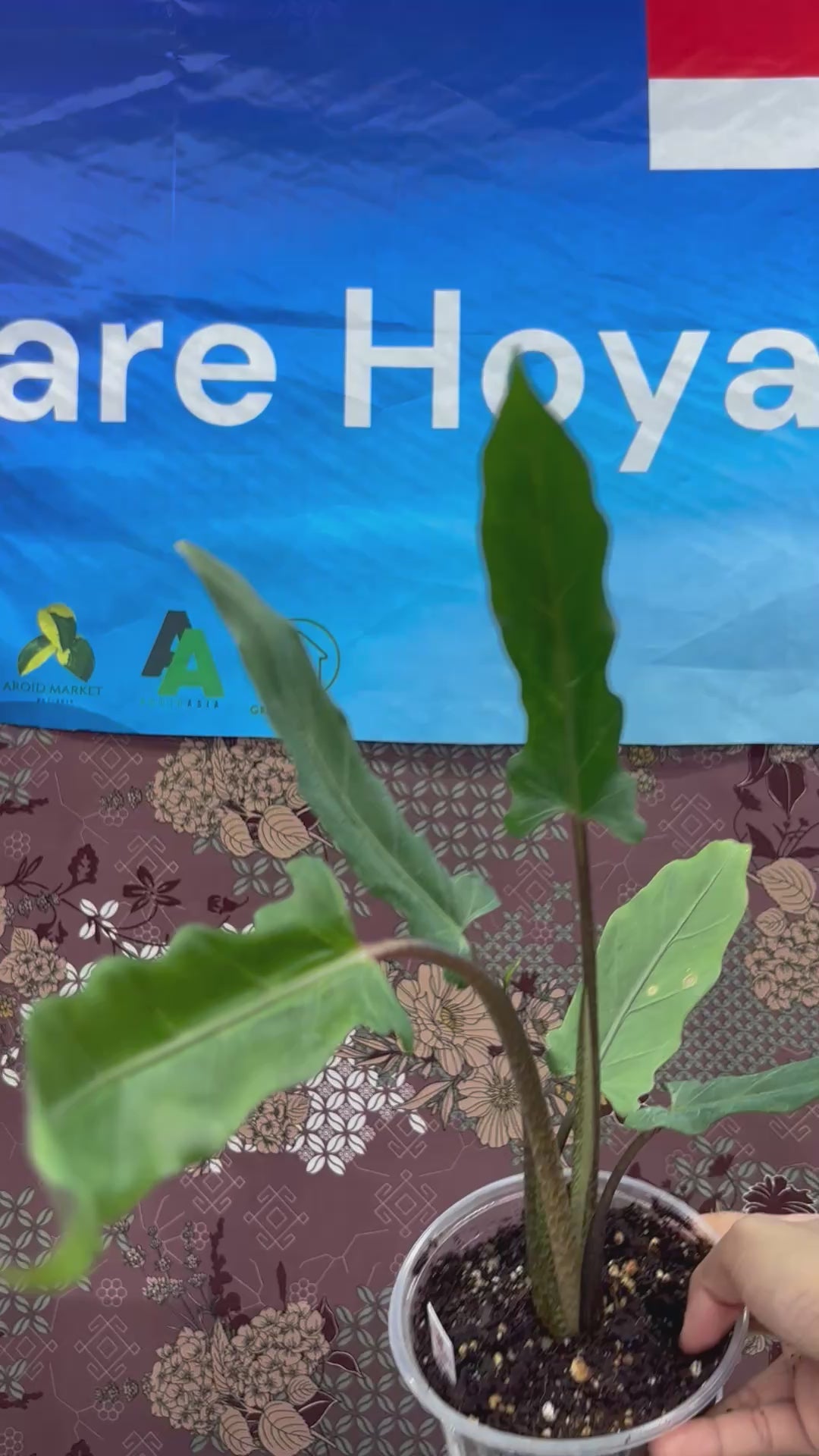 A01003 Alocasia Purple Sword