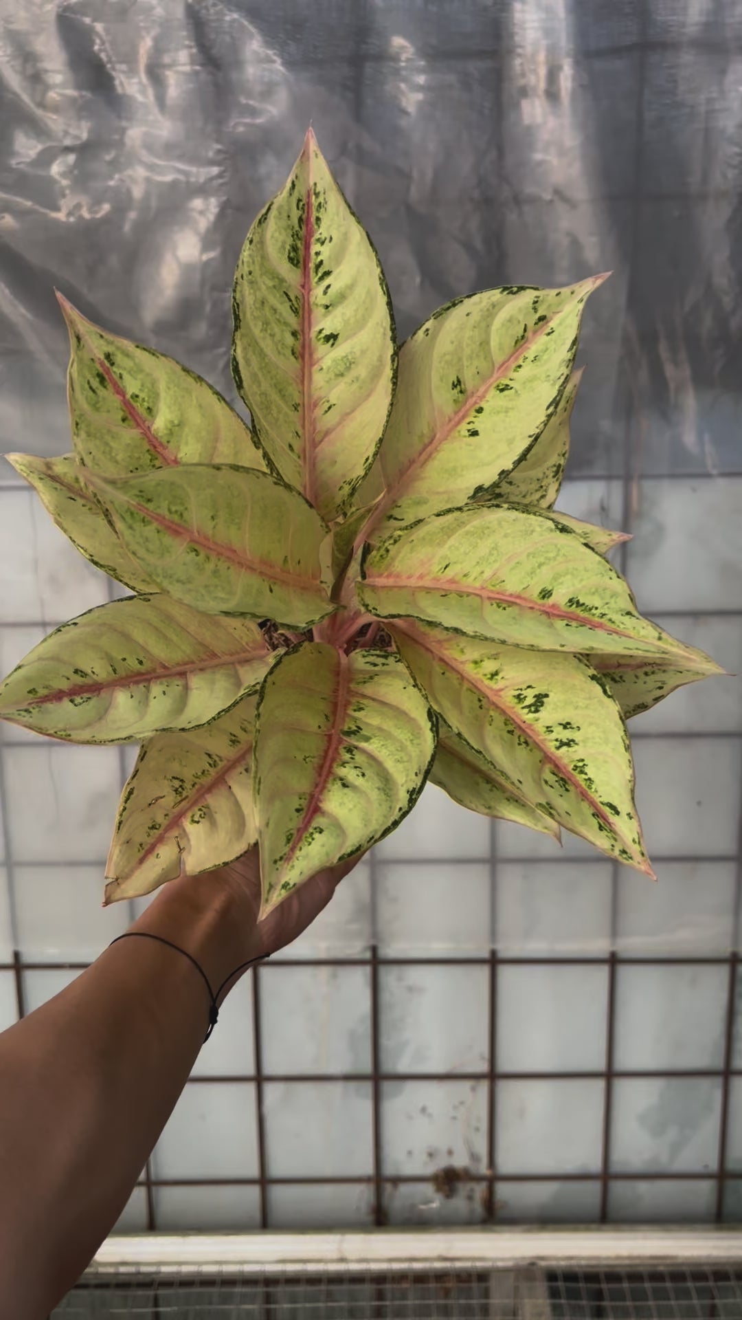 Aglaonema Frozen