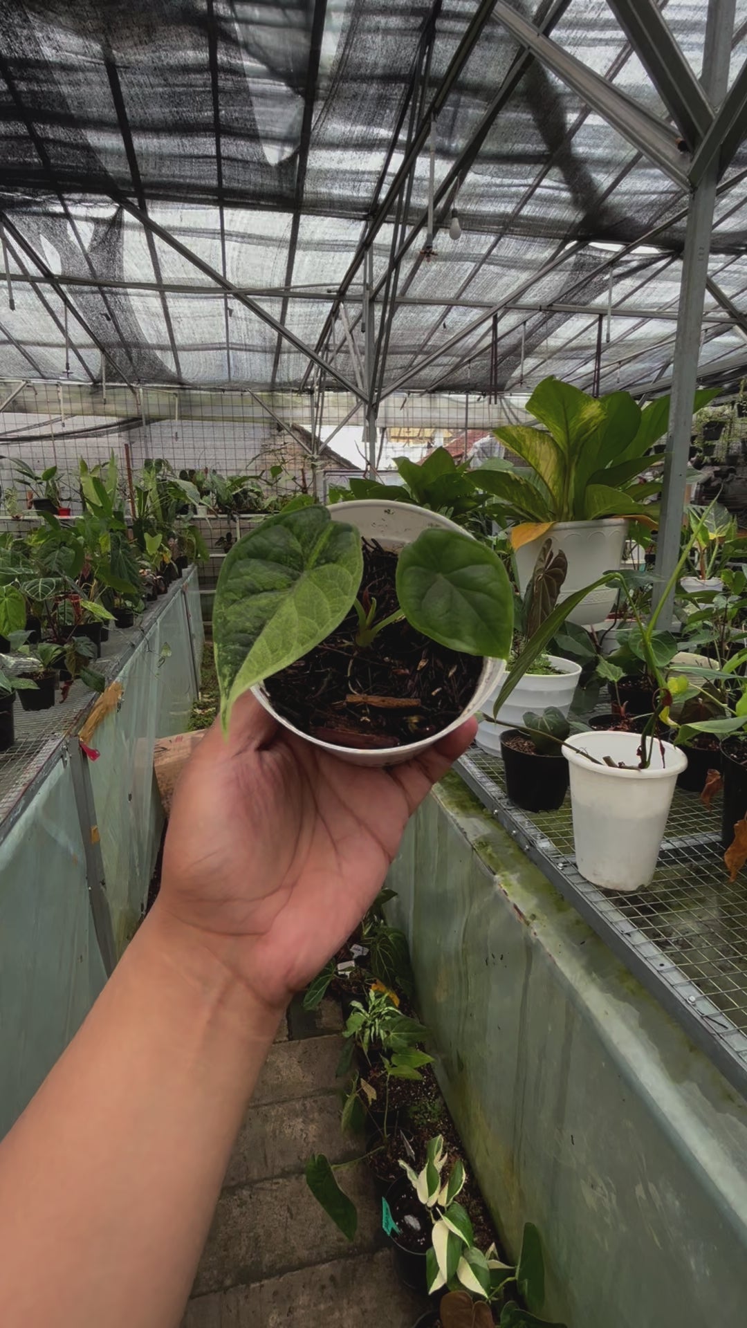 Alocasia Dragon Scale Variegated