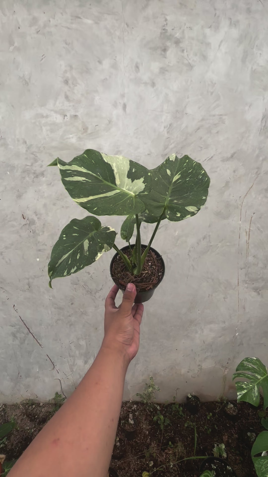 Monstera Thai Constellation Mutation