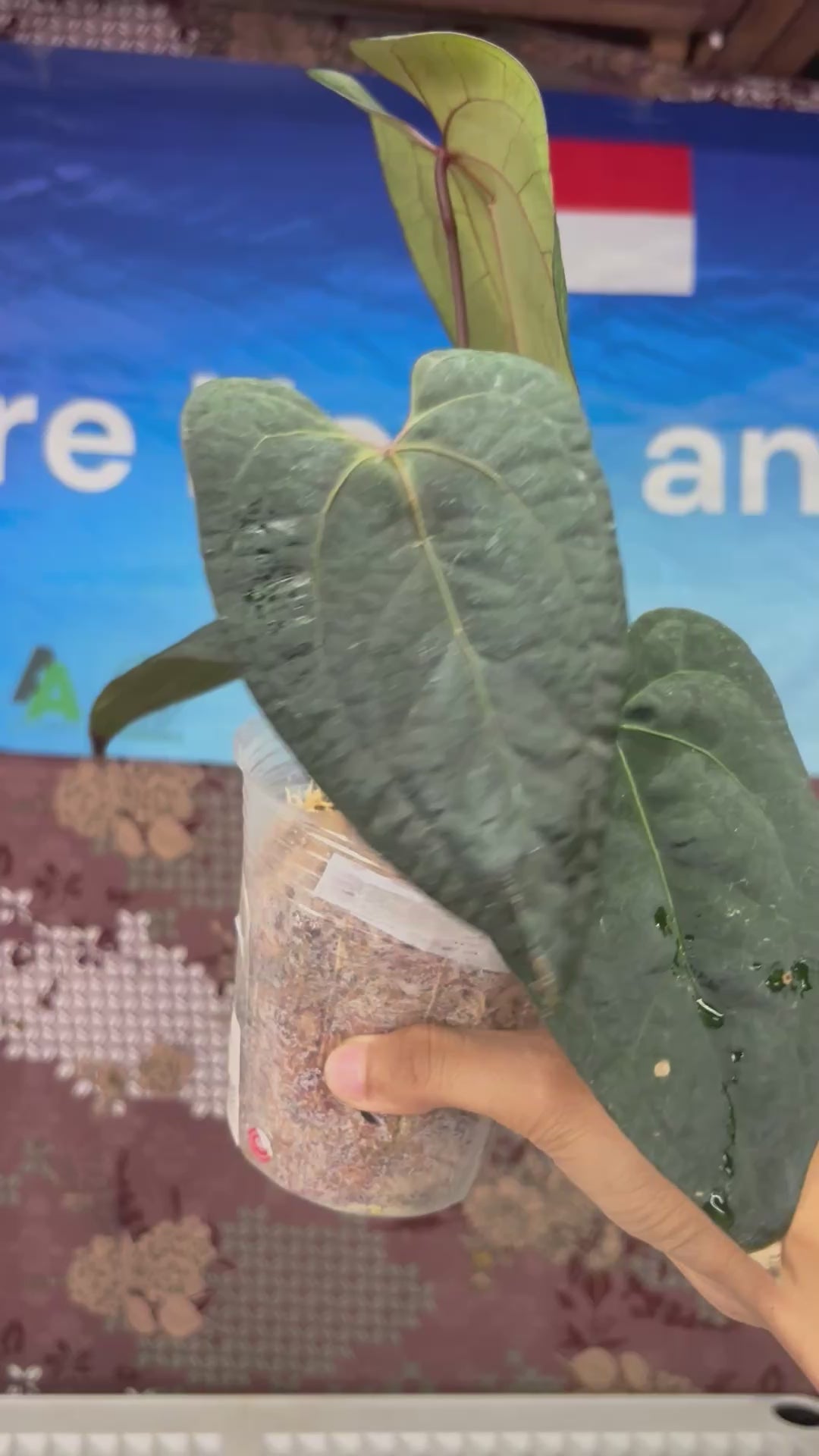 A704 Anthurium Ace Of Spades x Red Velvet Dark Phoenix