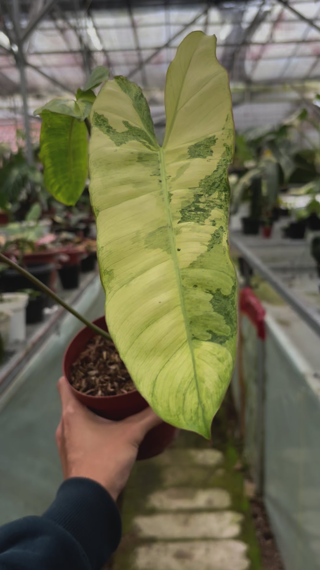 Philodendron Paraiso Verde Variegated