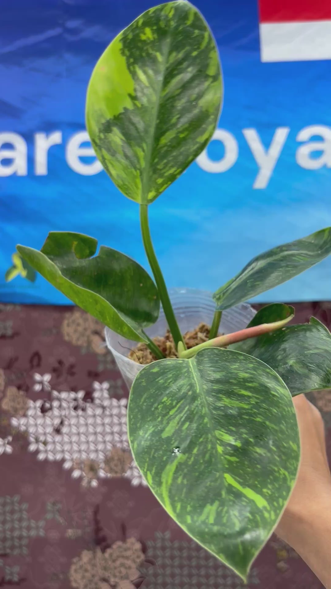 A04012 Philodendron Green Congo