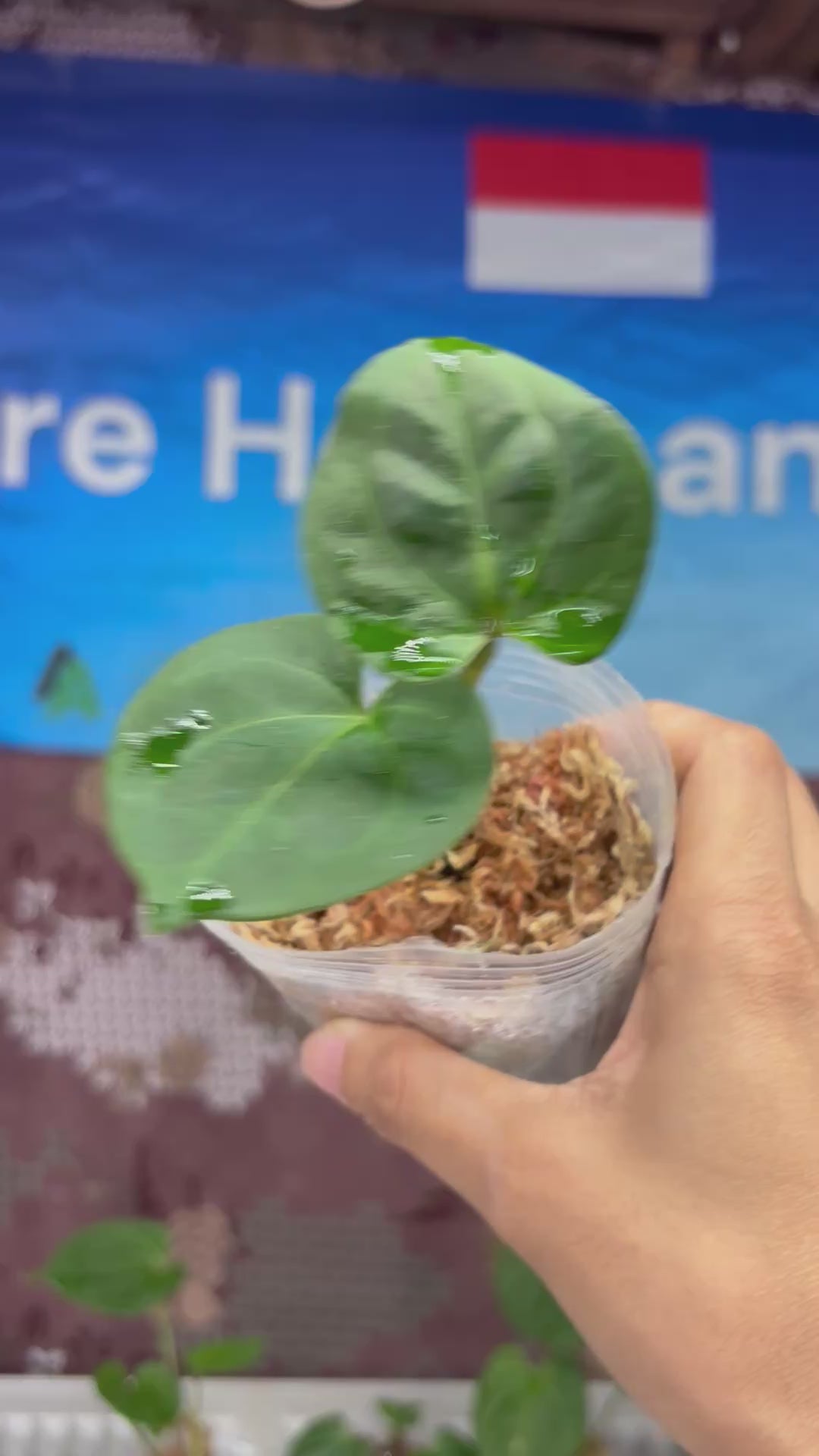 A805 Anthurium King Of Spades