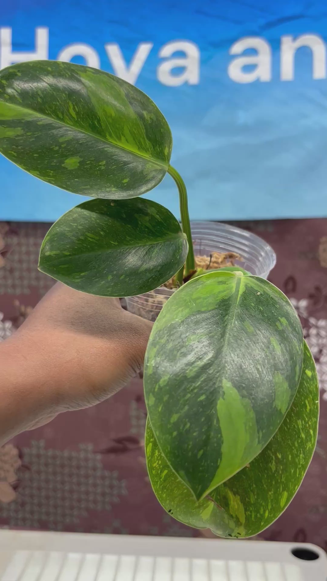 A508 Philodendron Green Congo Marble