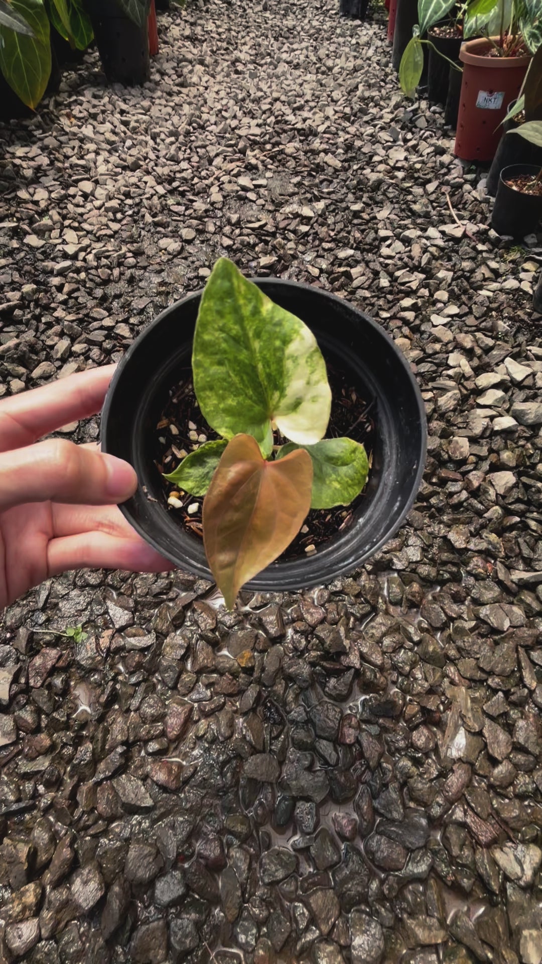 Anthurium Papillilaminum Variegated x Luxurians