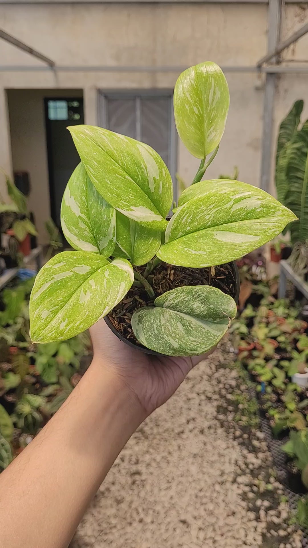 Scindapsus Moonlight Marble
