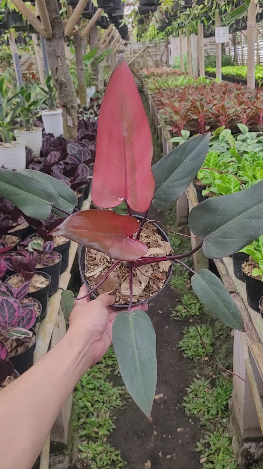 Philodendron Dark Lord Pink