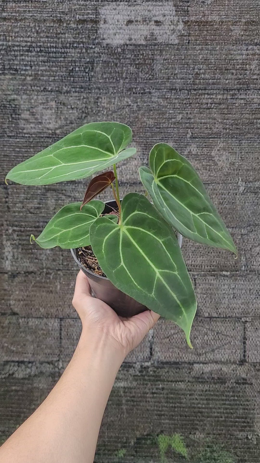 Anthurium Papillilaminum x Red Spider