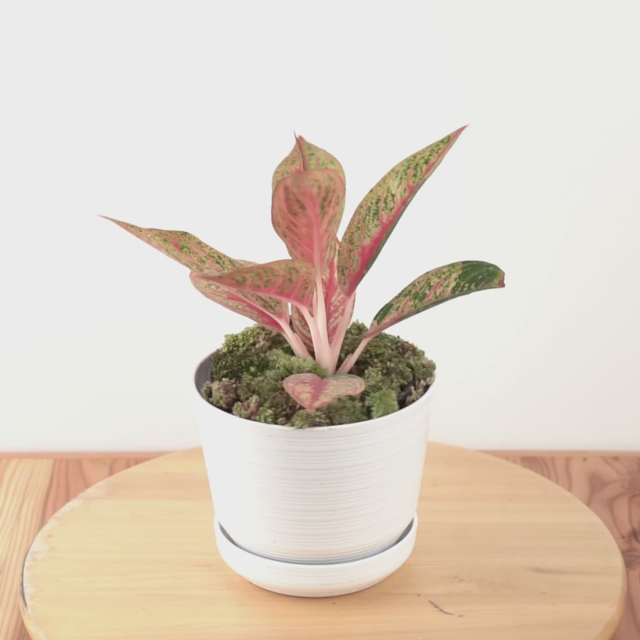 Aglaonema Red Legacy - Greenspaces.id