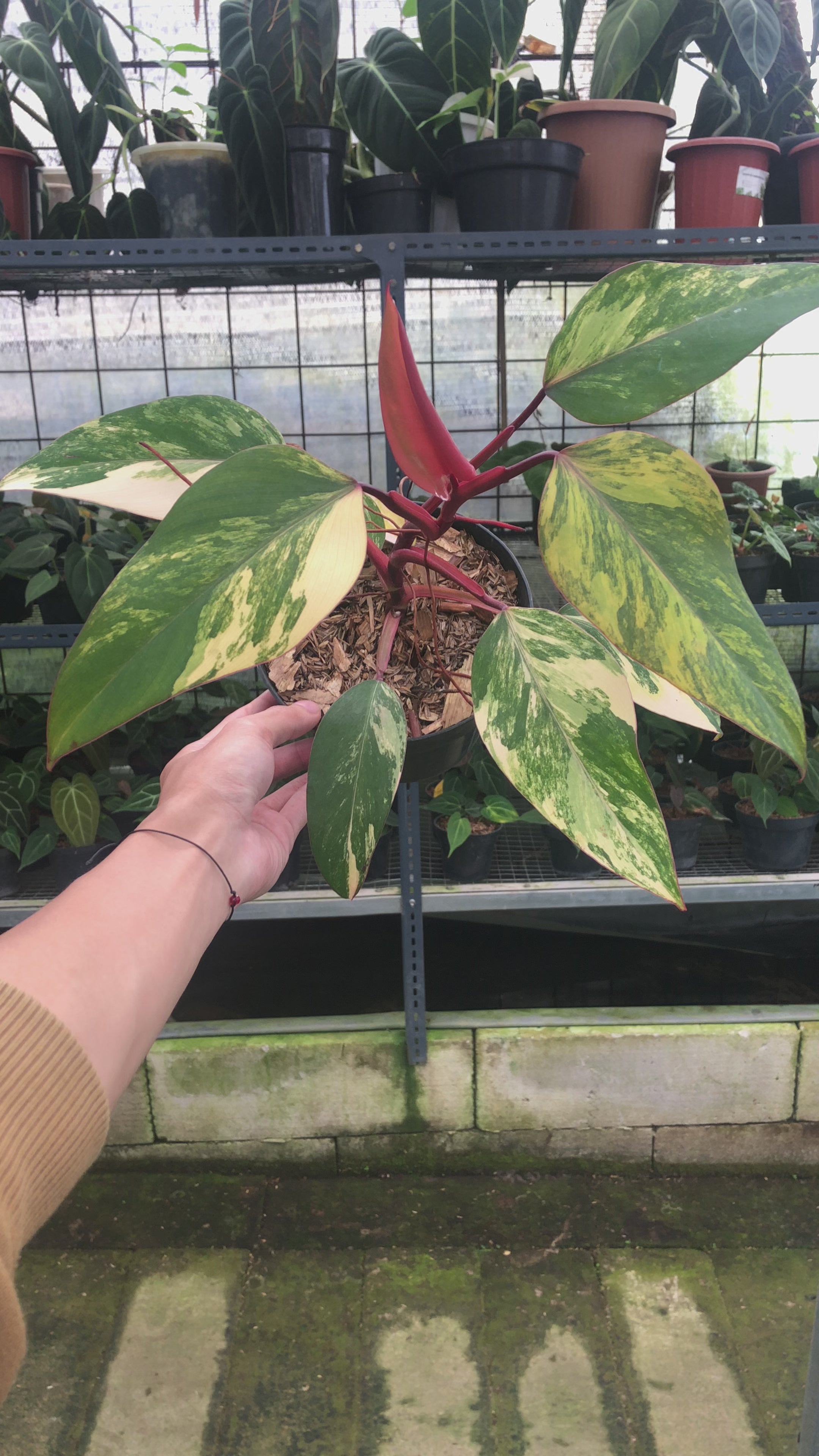 Philodendron Strawberry Shake