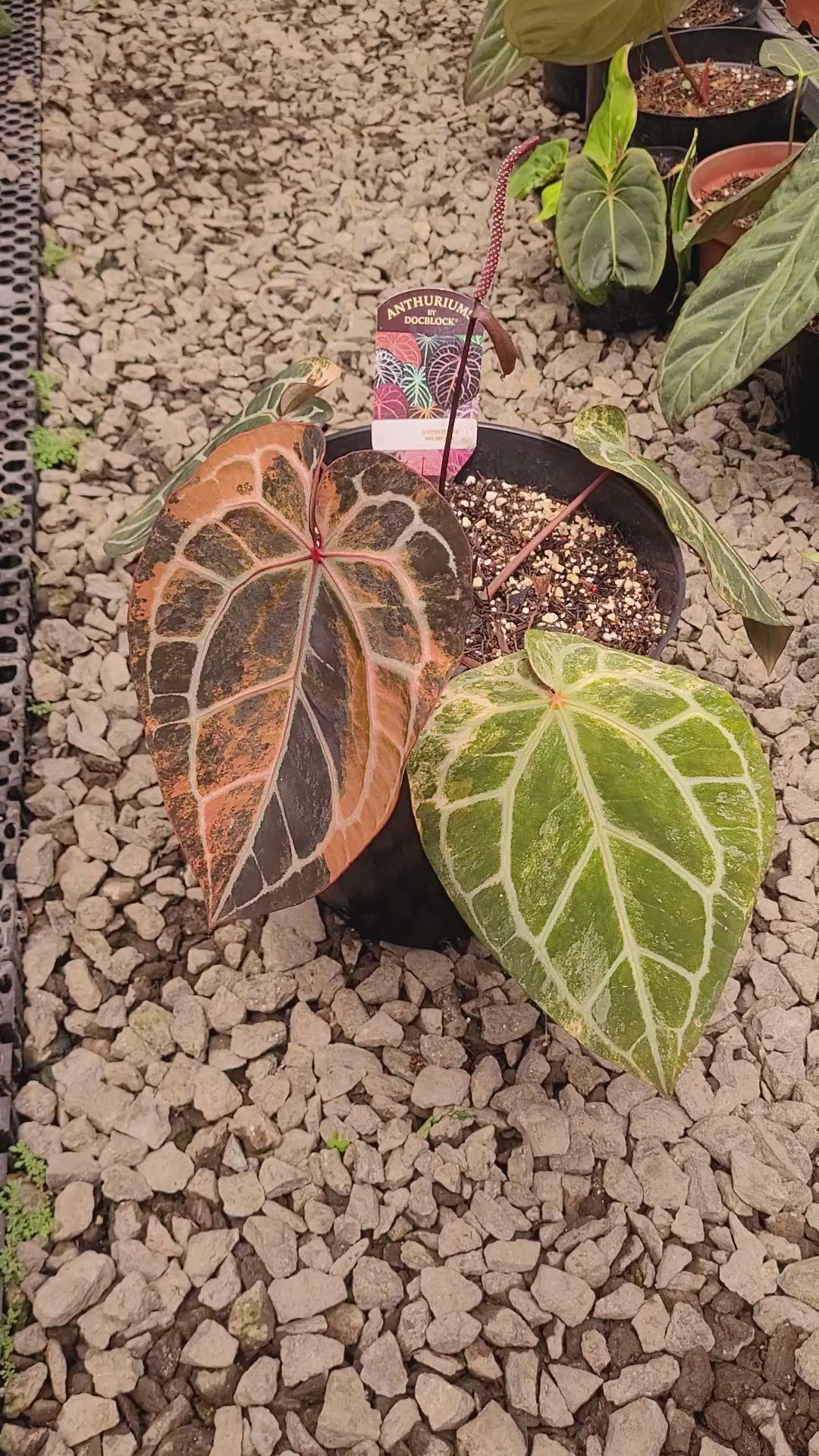 Anthurium Michelle Pink Variegated