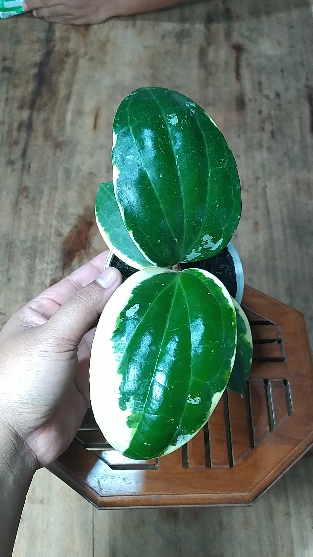 Hoya Latifolia SP Albomarginata Roundleaf