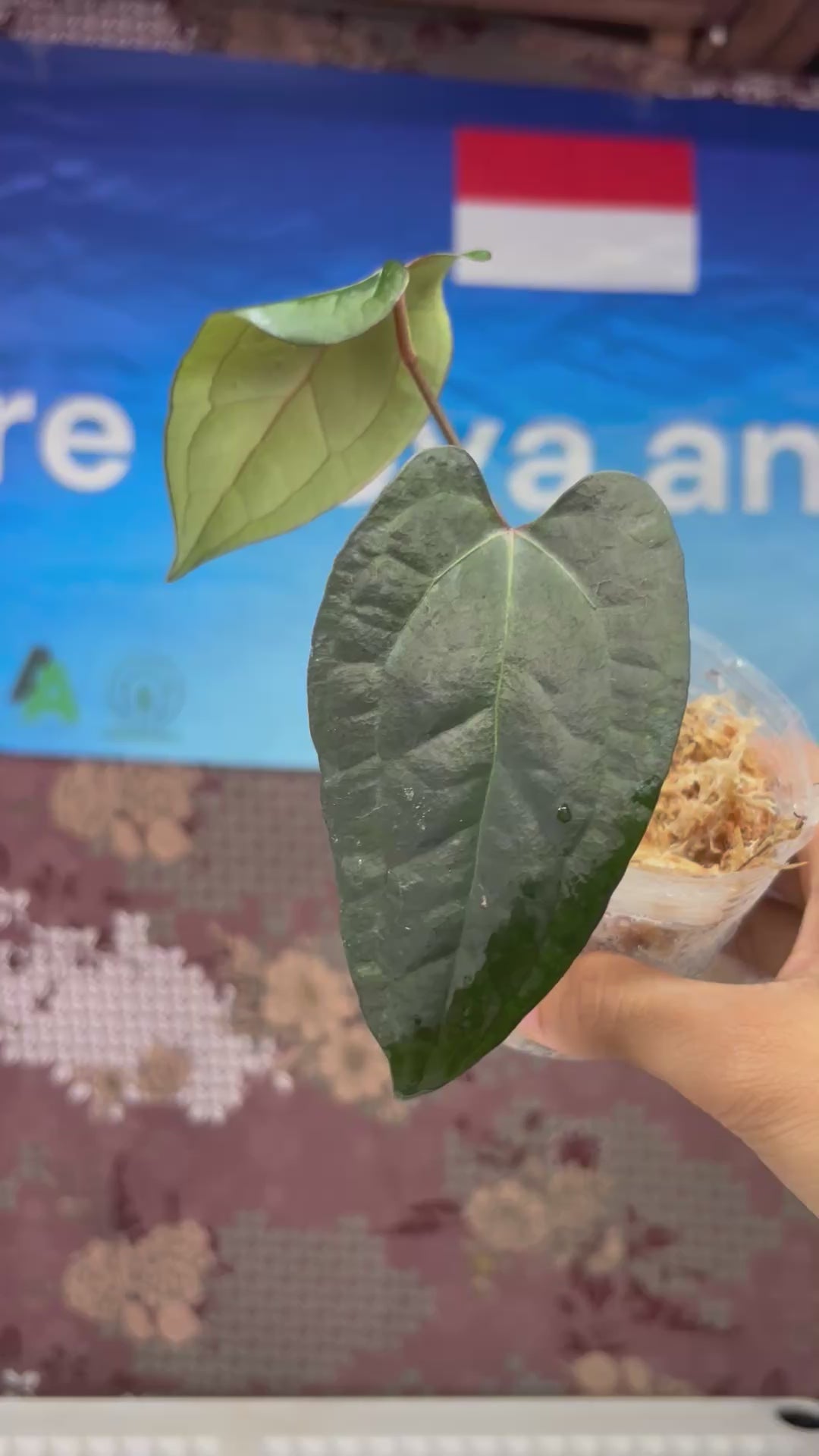 A705 Anthurium Ace Of Spades x Red Velvet Dark Phoenix