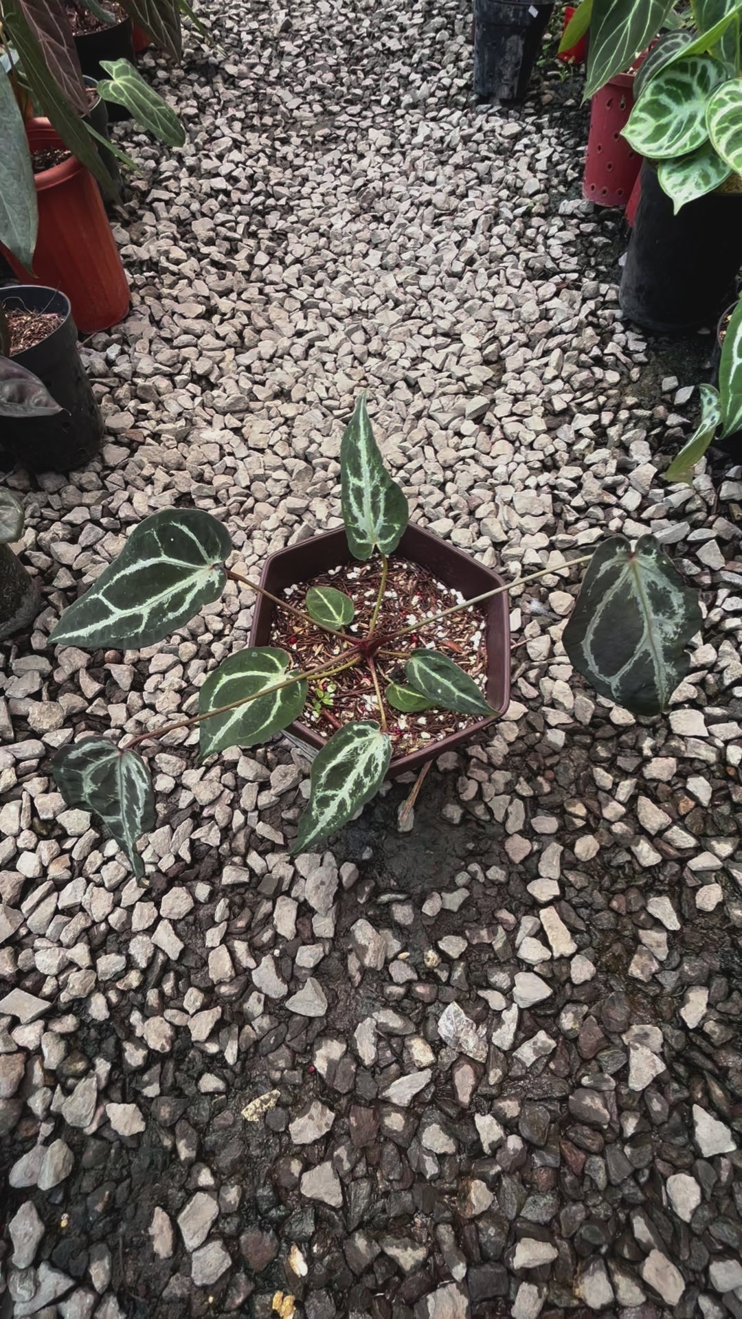Anthurium Red Crystal Venom