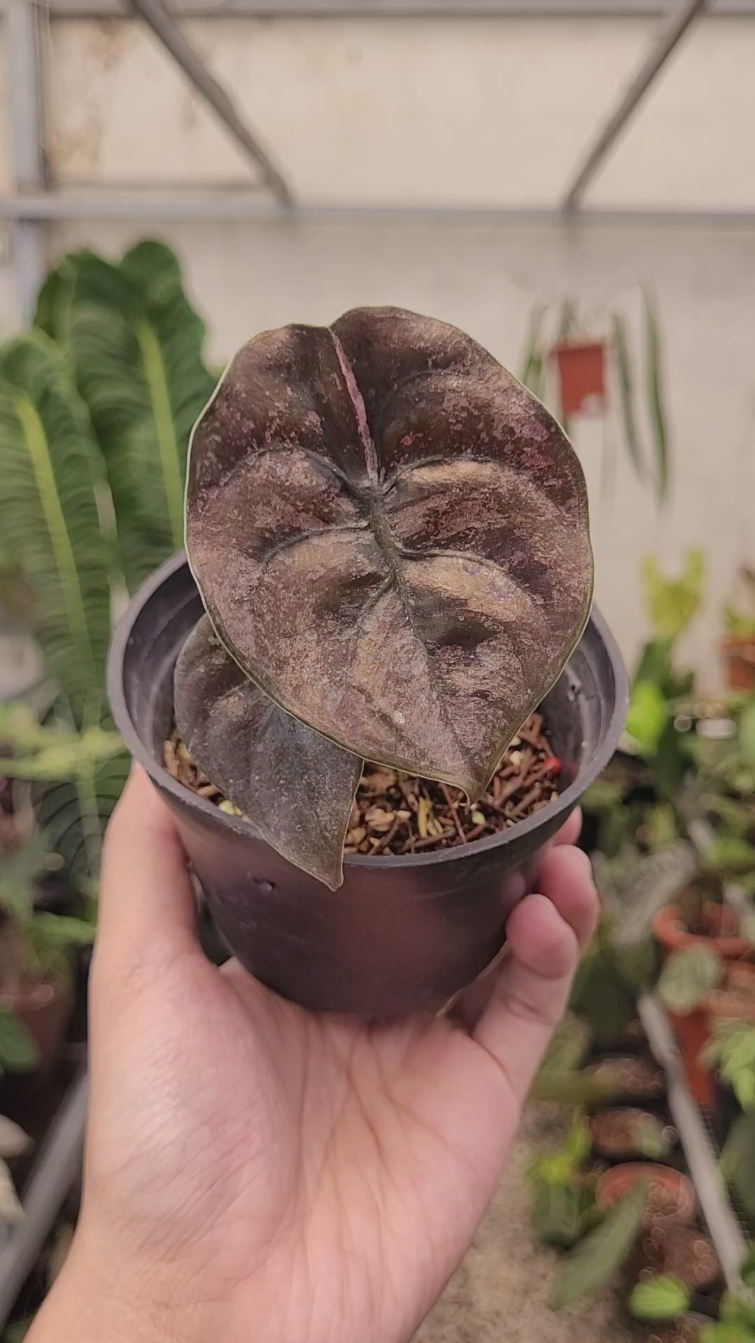 Alocasia Cuprea Pink Mint Variegated