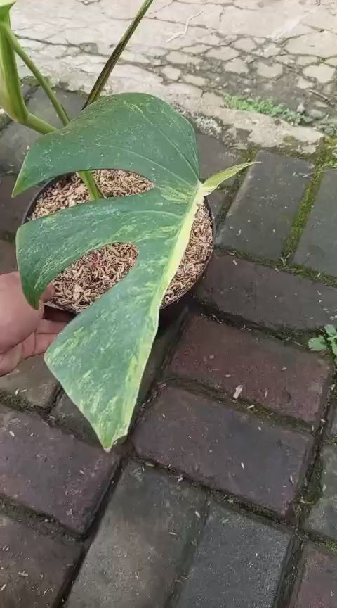 Monstera yellow variegated "Marmorata" (Realpict Jose 1)