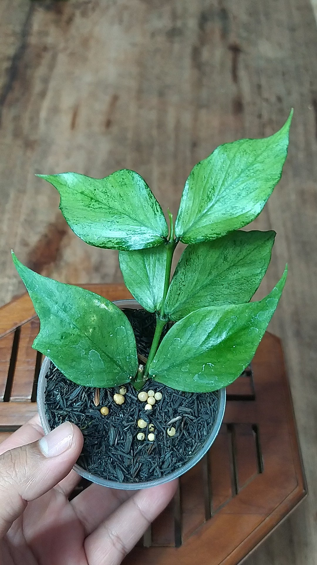 Hoya Polyneura Silver (Broget)