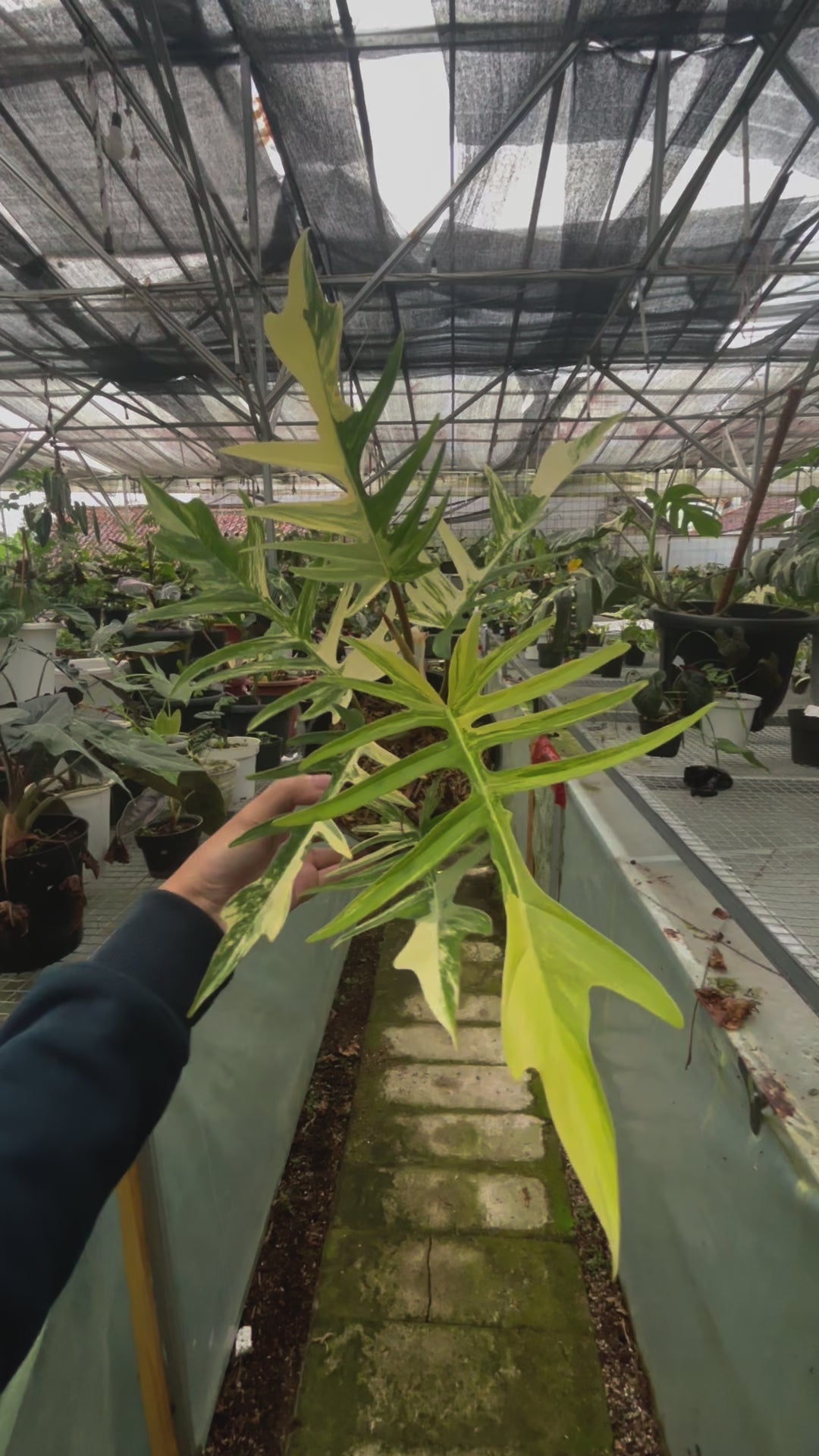 Philodendron Florida Beauty x Tortum Medium Size