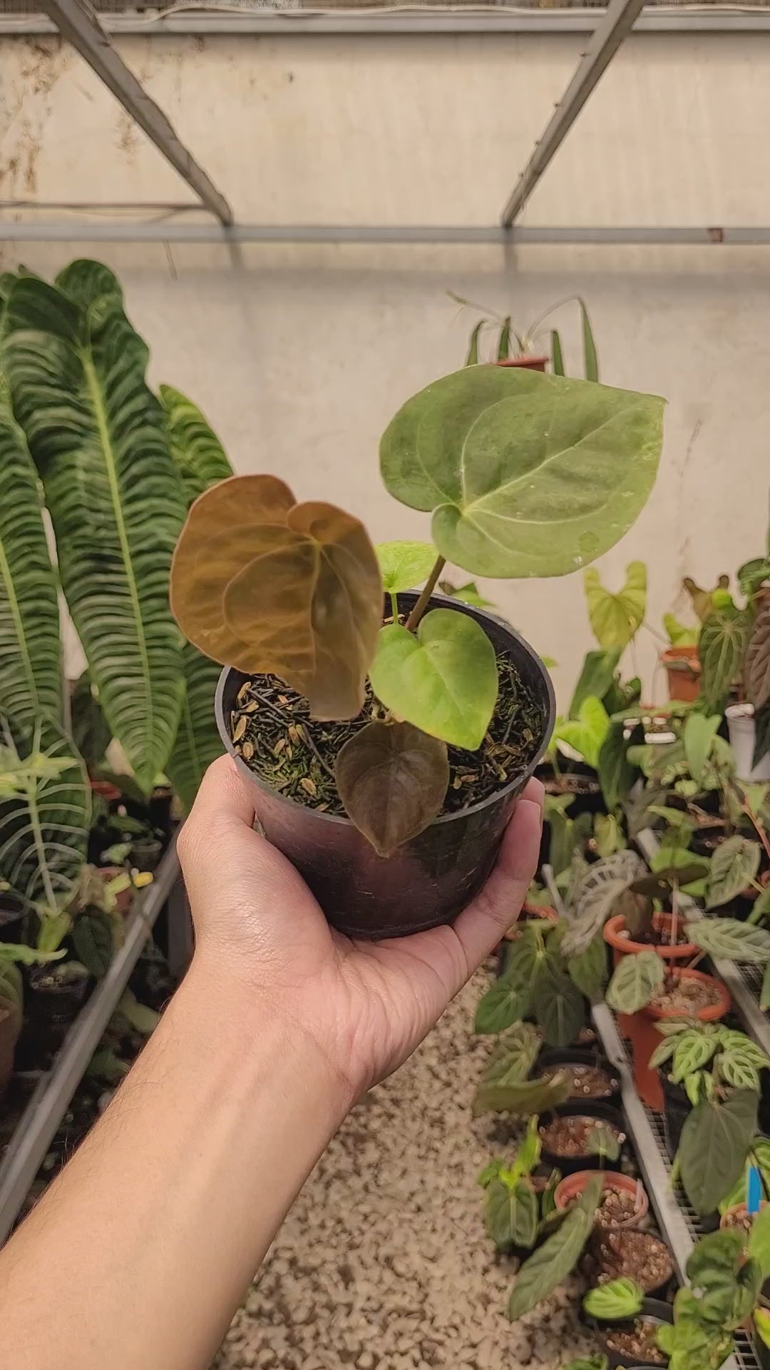 Anthurium Luxurians Indonesian Type