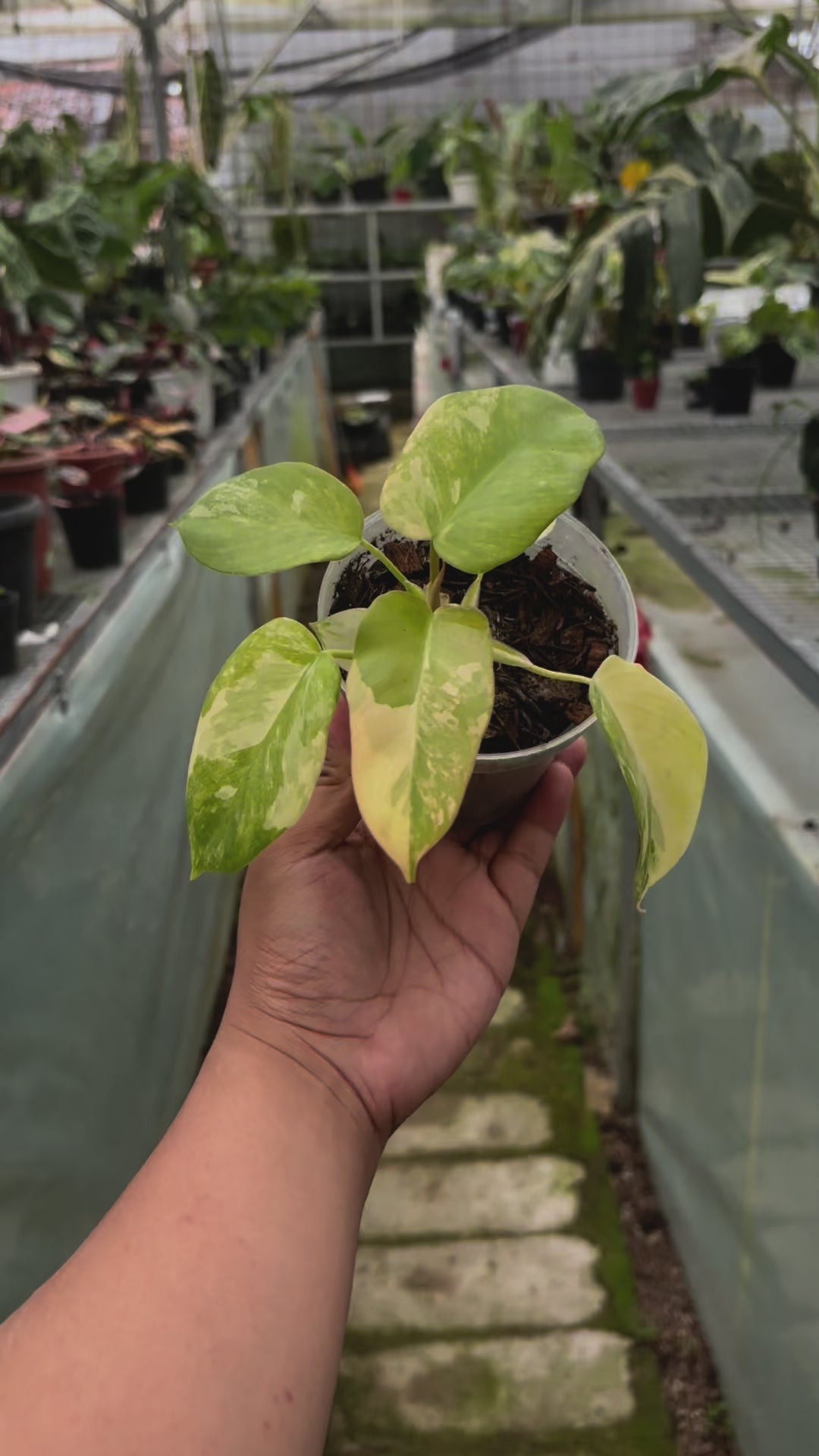 Philodendron Holto x Mayoi x Florida Beauty