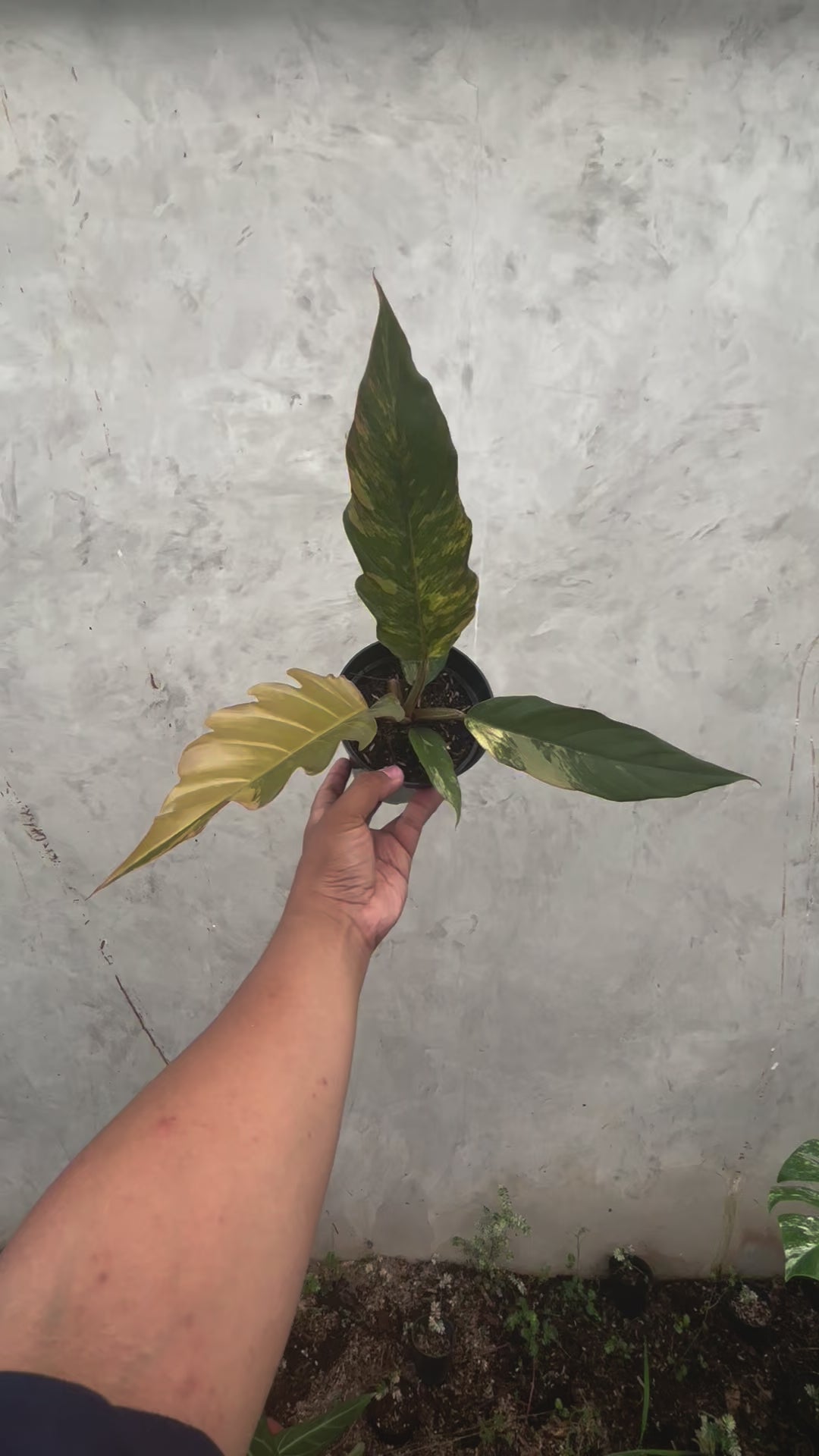 Philodendron Caramel Marble Variegated