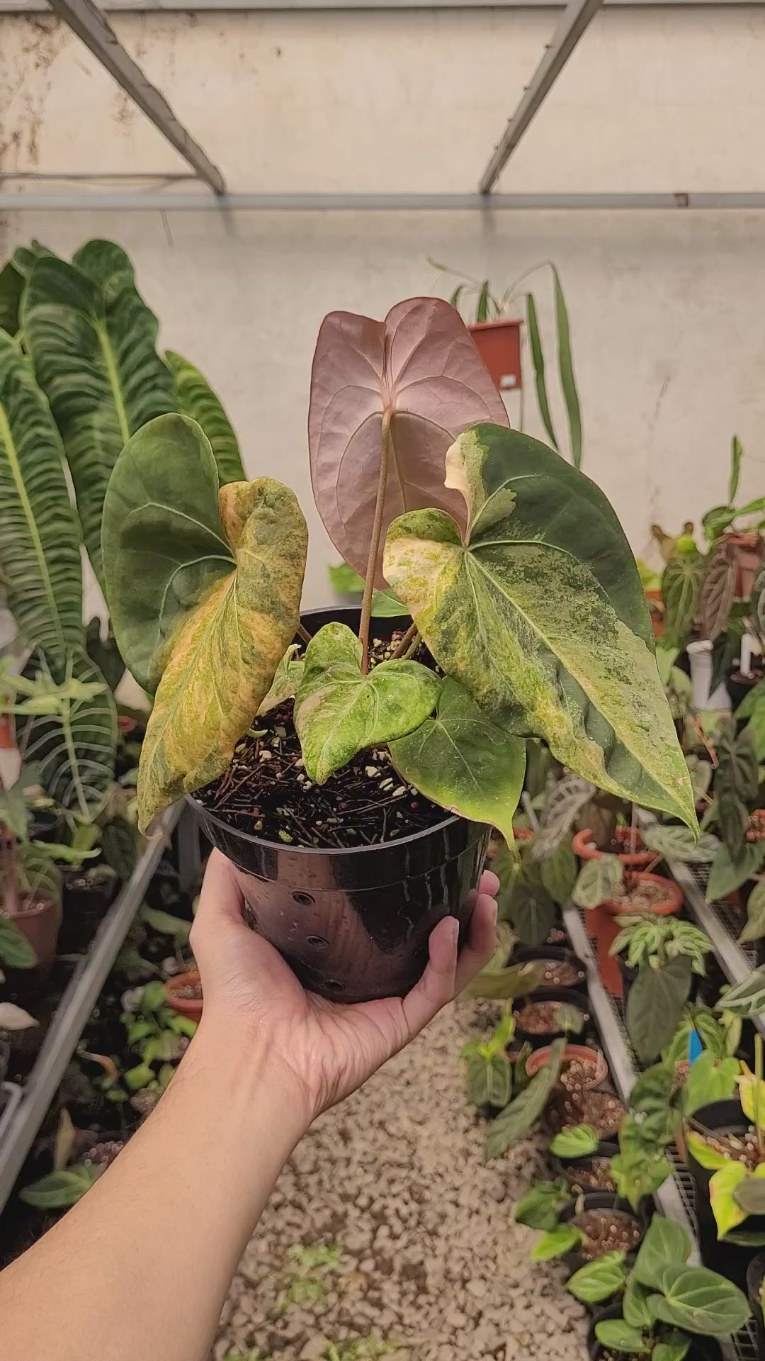 Anthurium Papilillaminum Variegated x King Of Spades