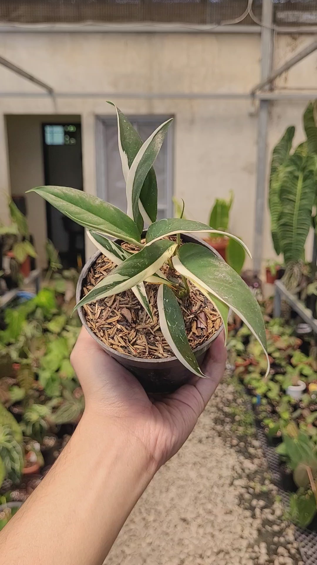 Rhaphidophora Rubiscot