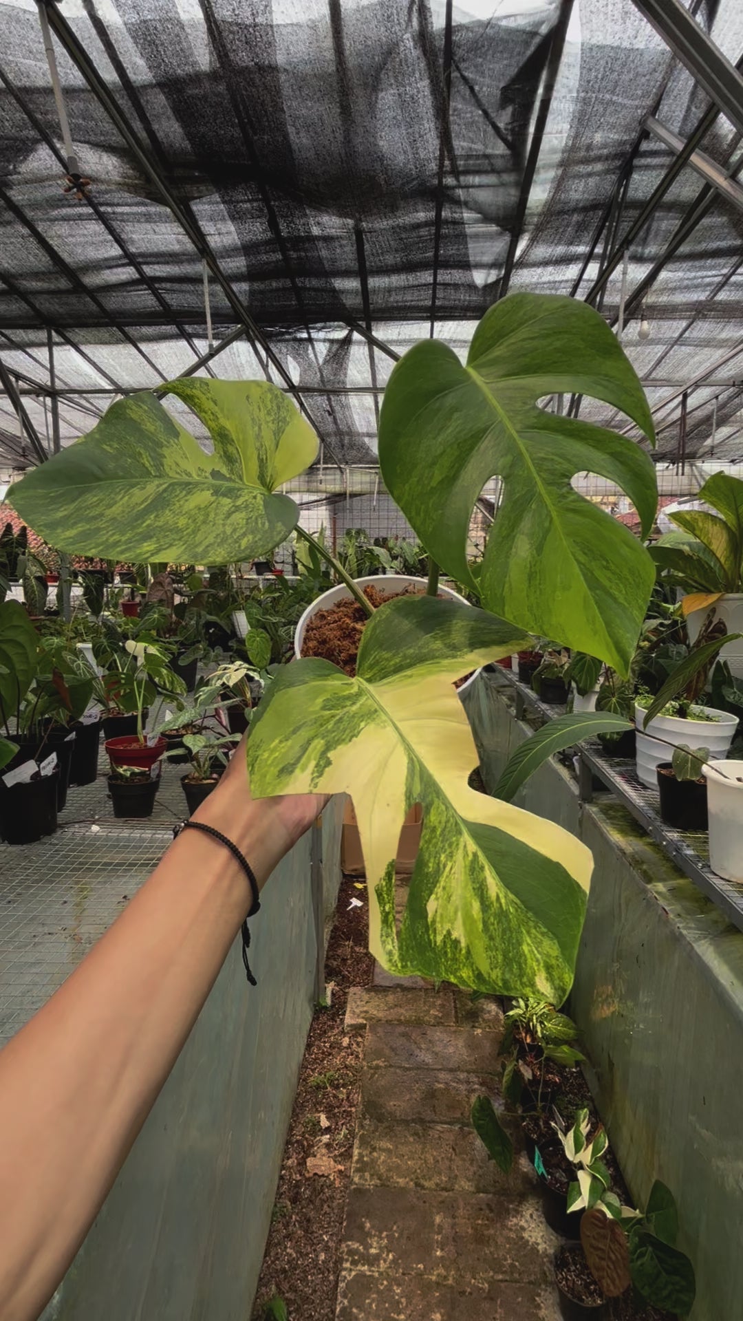 Monstera yellow variegated "Marmorata"