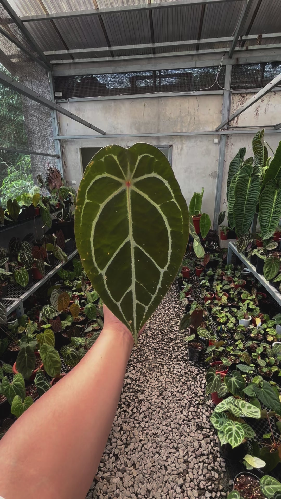 Anthurium Silver Forgetii Red Dot