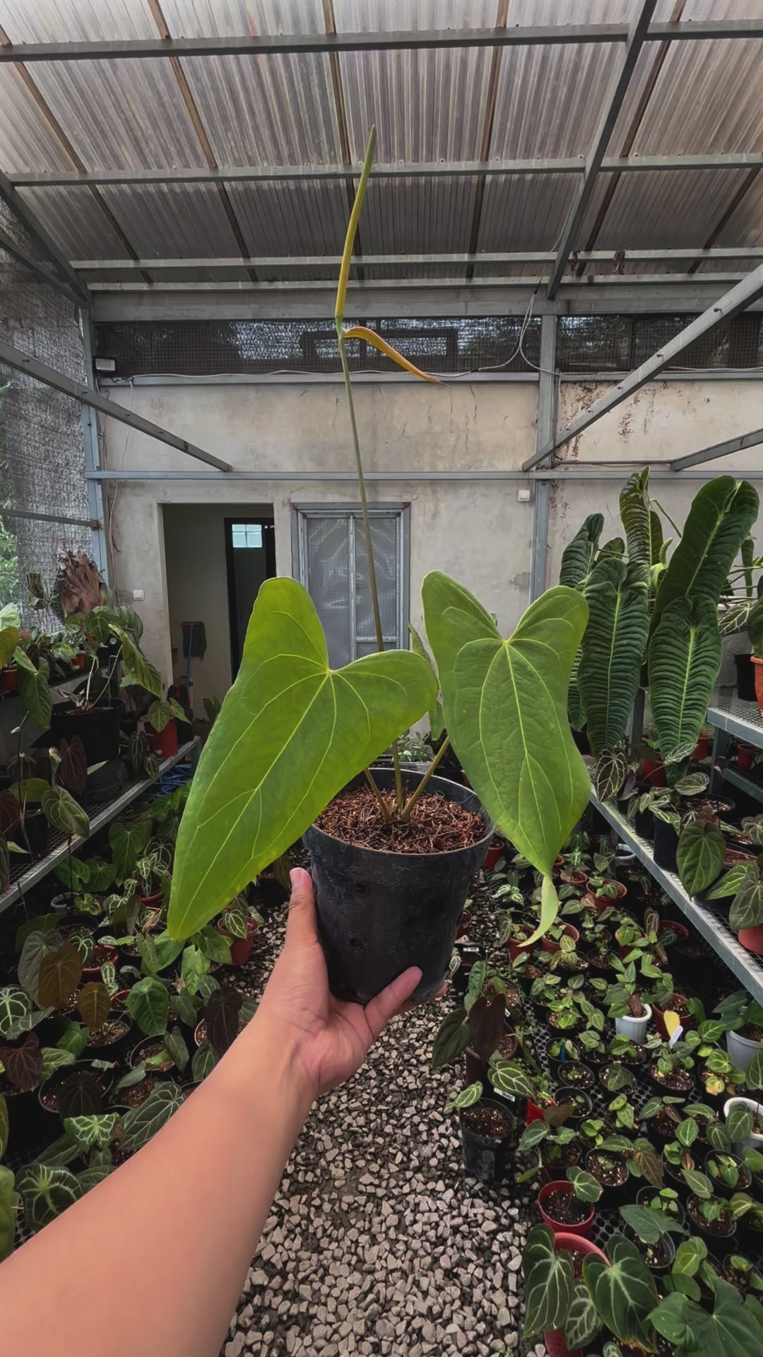 Anthurium Papillilaminum x Portillae Long