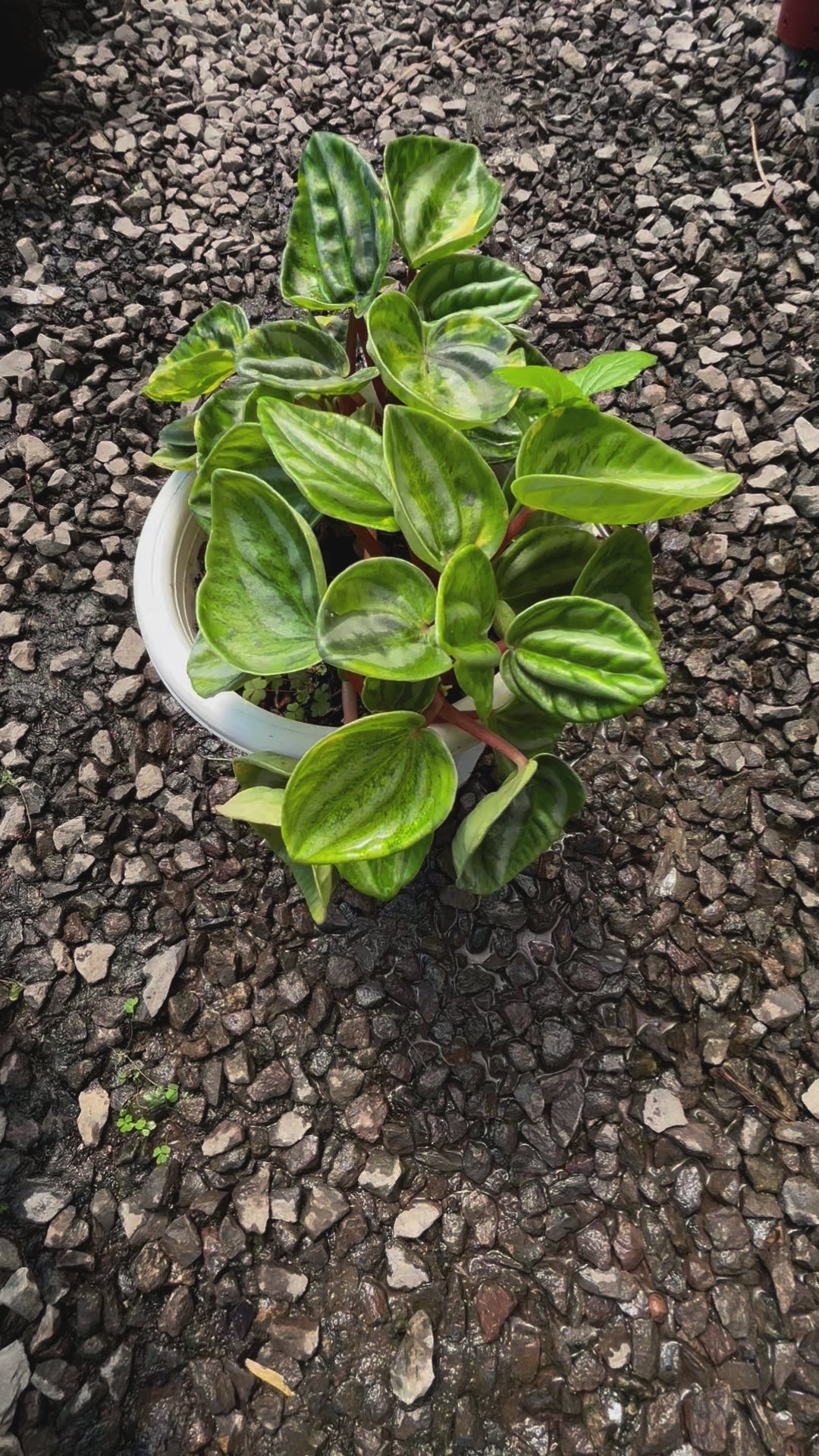 Peperomia Variegated