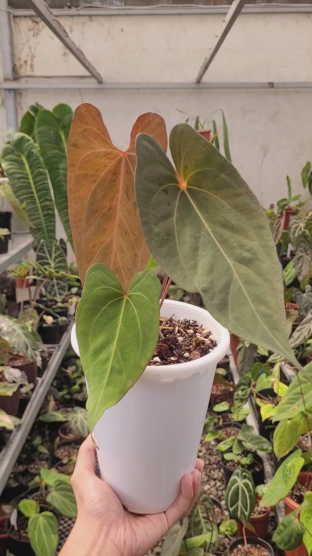 Anhturium Papilillaminum Mint Variegated
