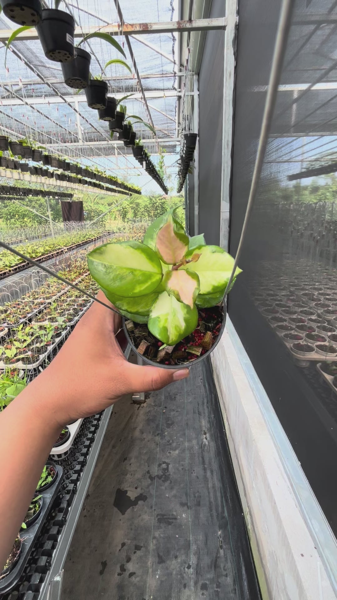Hoya Carnosa "Frecles Splash" (Mutasi)