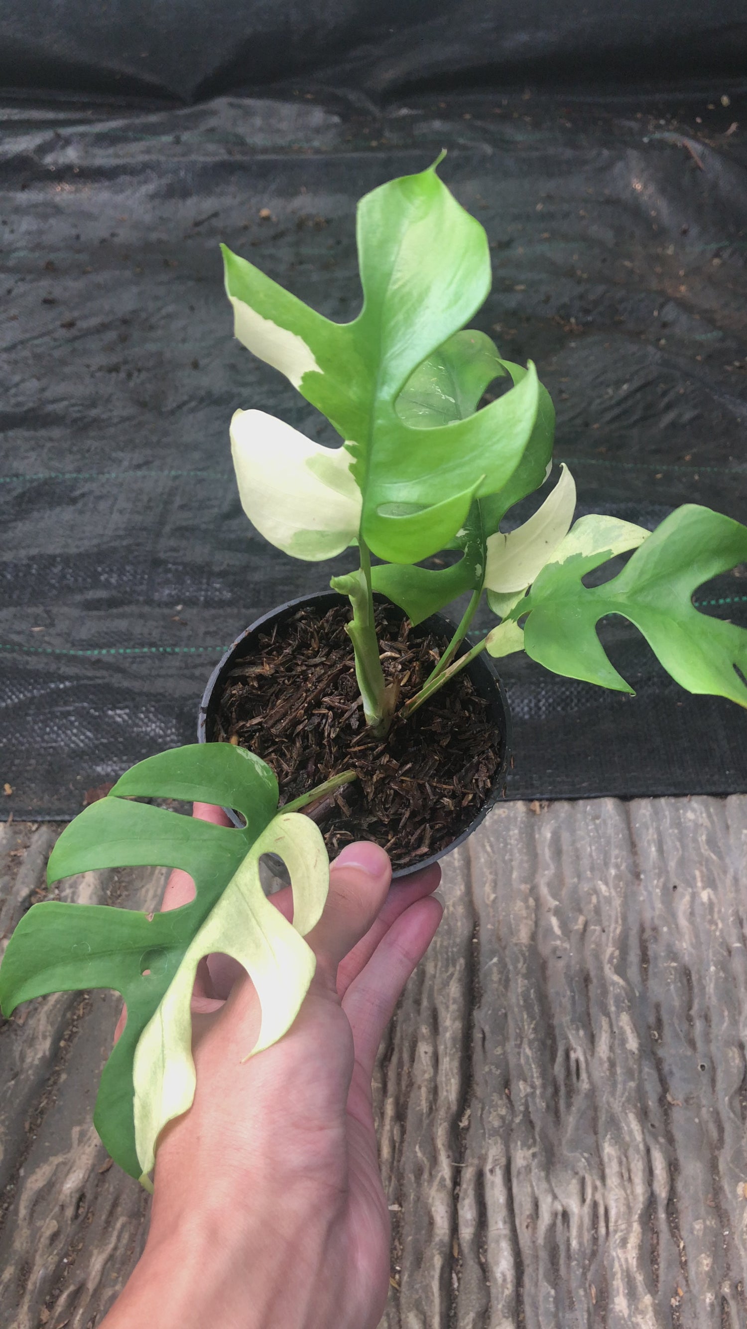 Rhaphidophora Tetrasperma Variegated