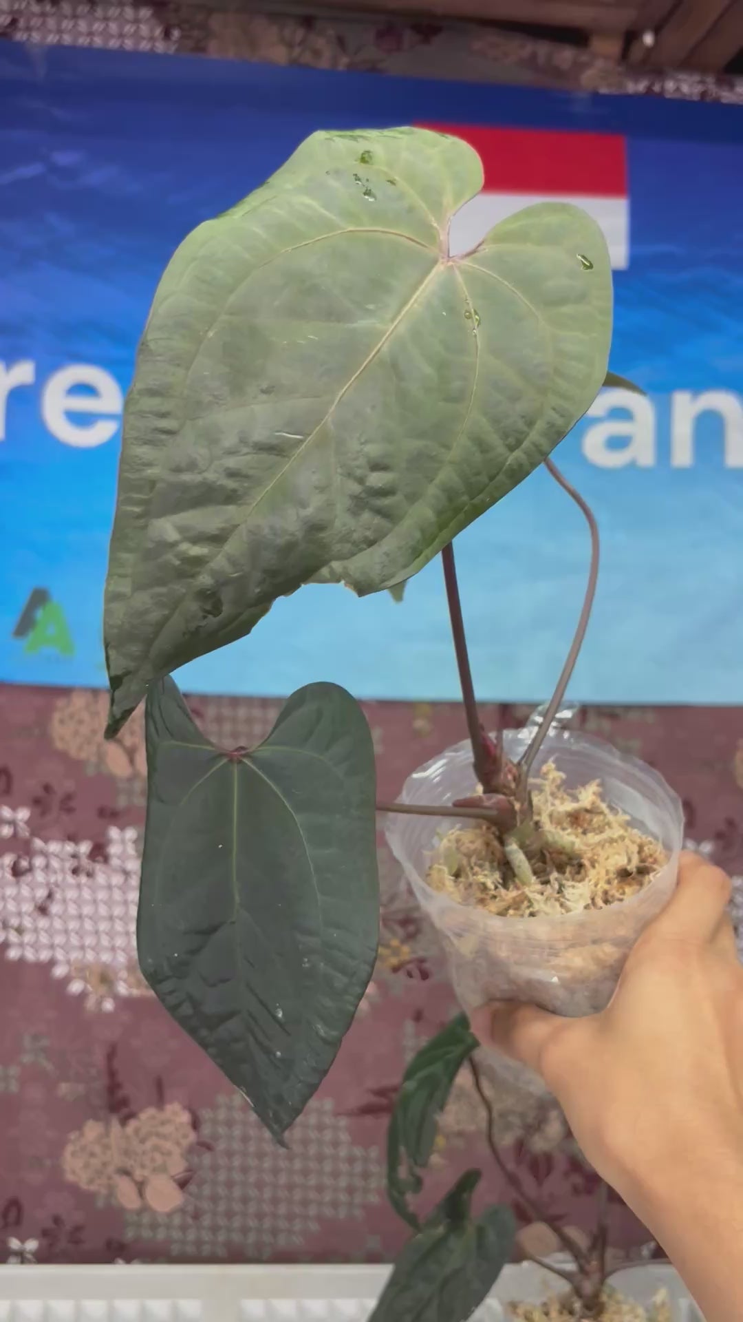 A702 Anthurium Ace Of Spades x Red Velvet Dark Phoenix