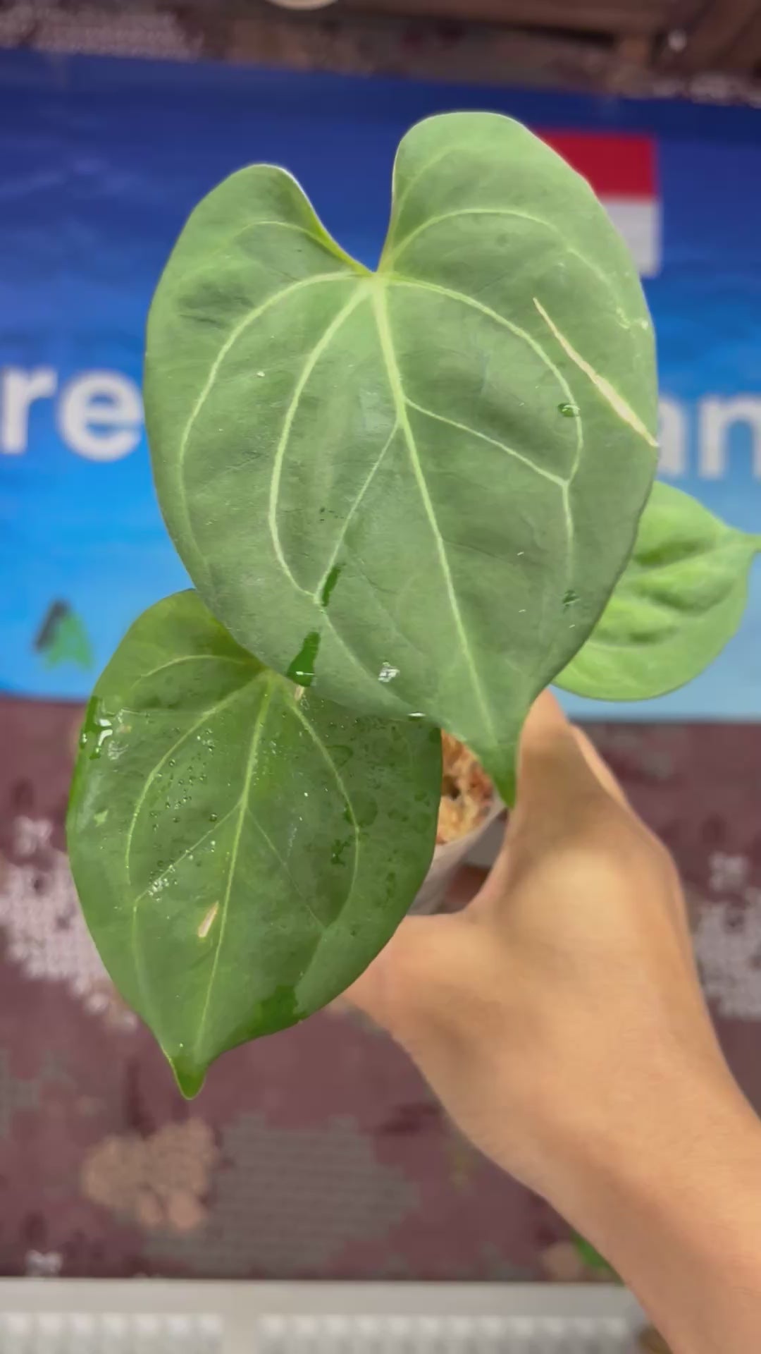 A802 Anthurium King Of Spades